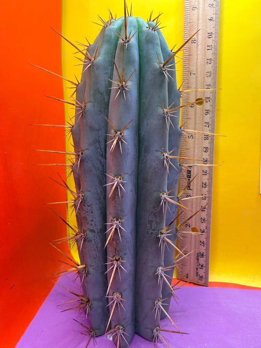 Powdery Blue Trichocereus Peruvianus !!