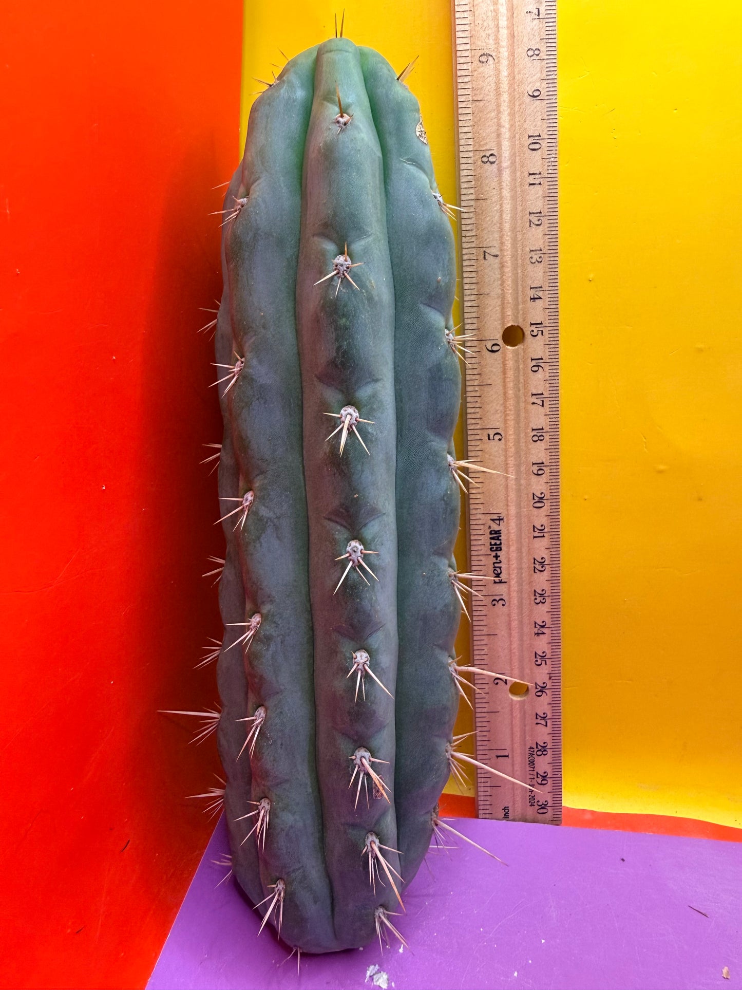 SS03 !!! TRICHOCEREUS