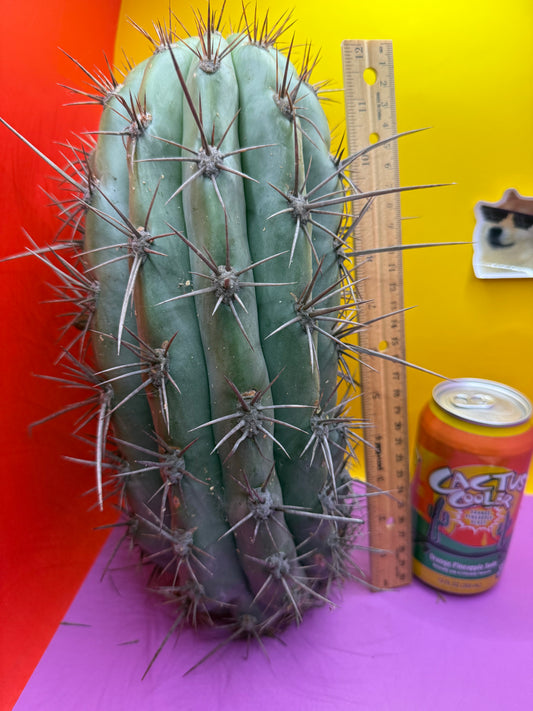 Tacaquirensis!!!!