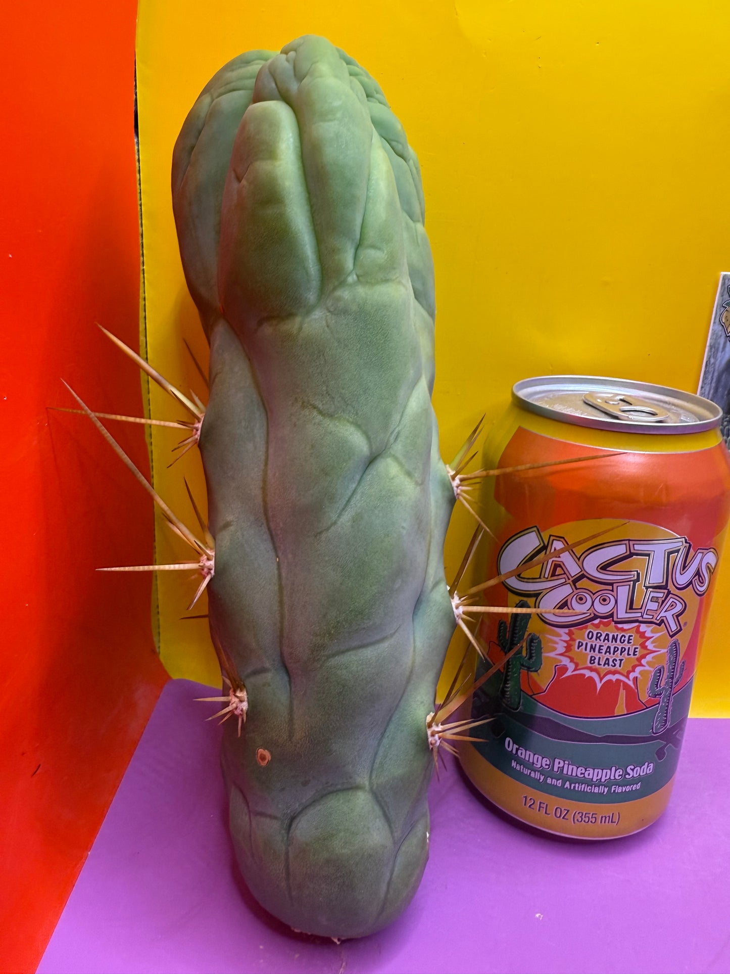 Bruce’s Dragon - almost 3” thick !