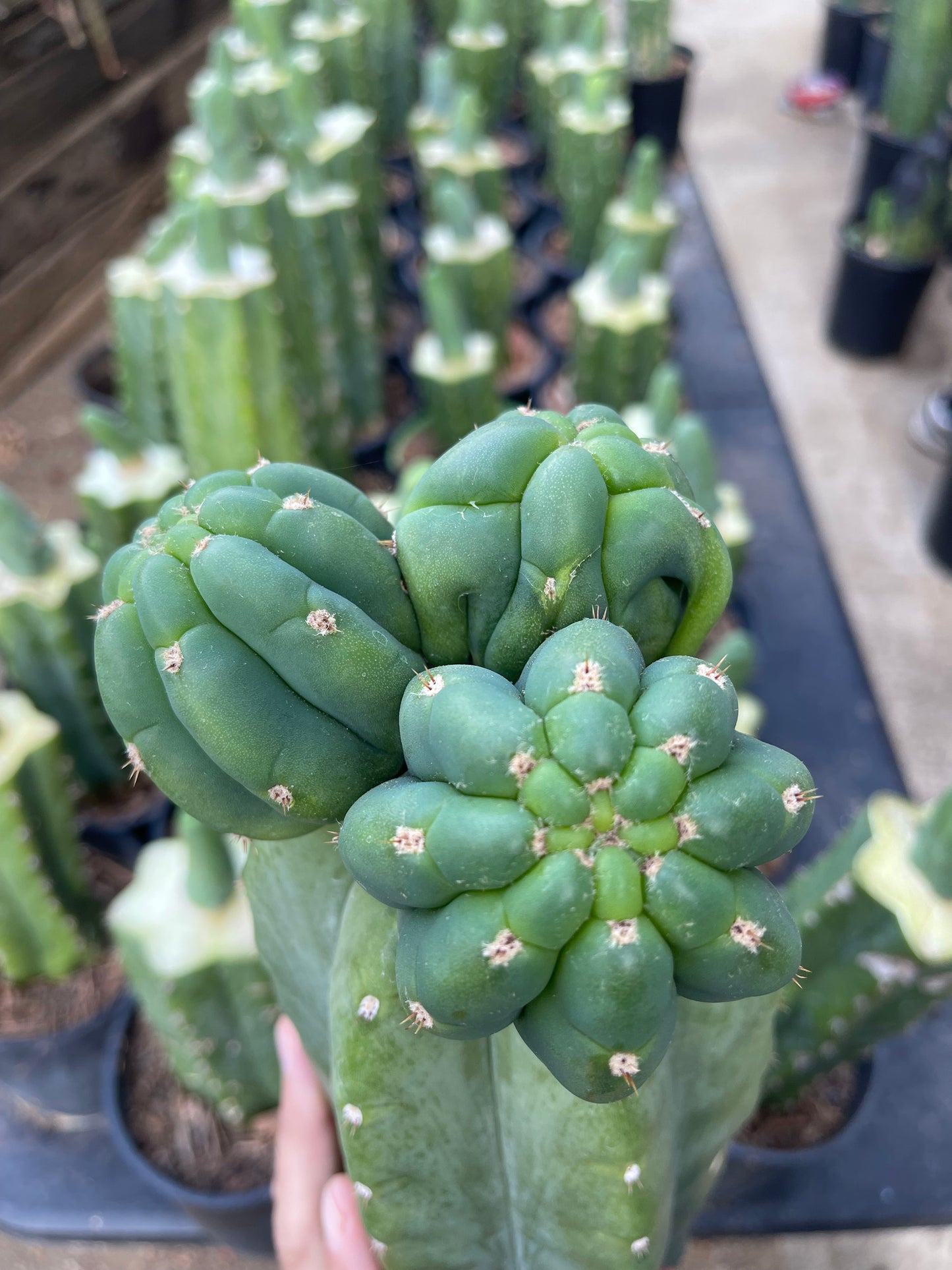 Freak Cahuilla !!! Trichocereus