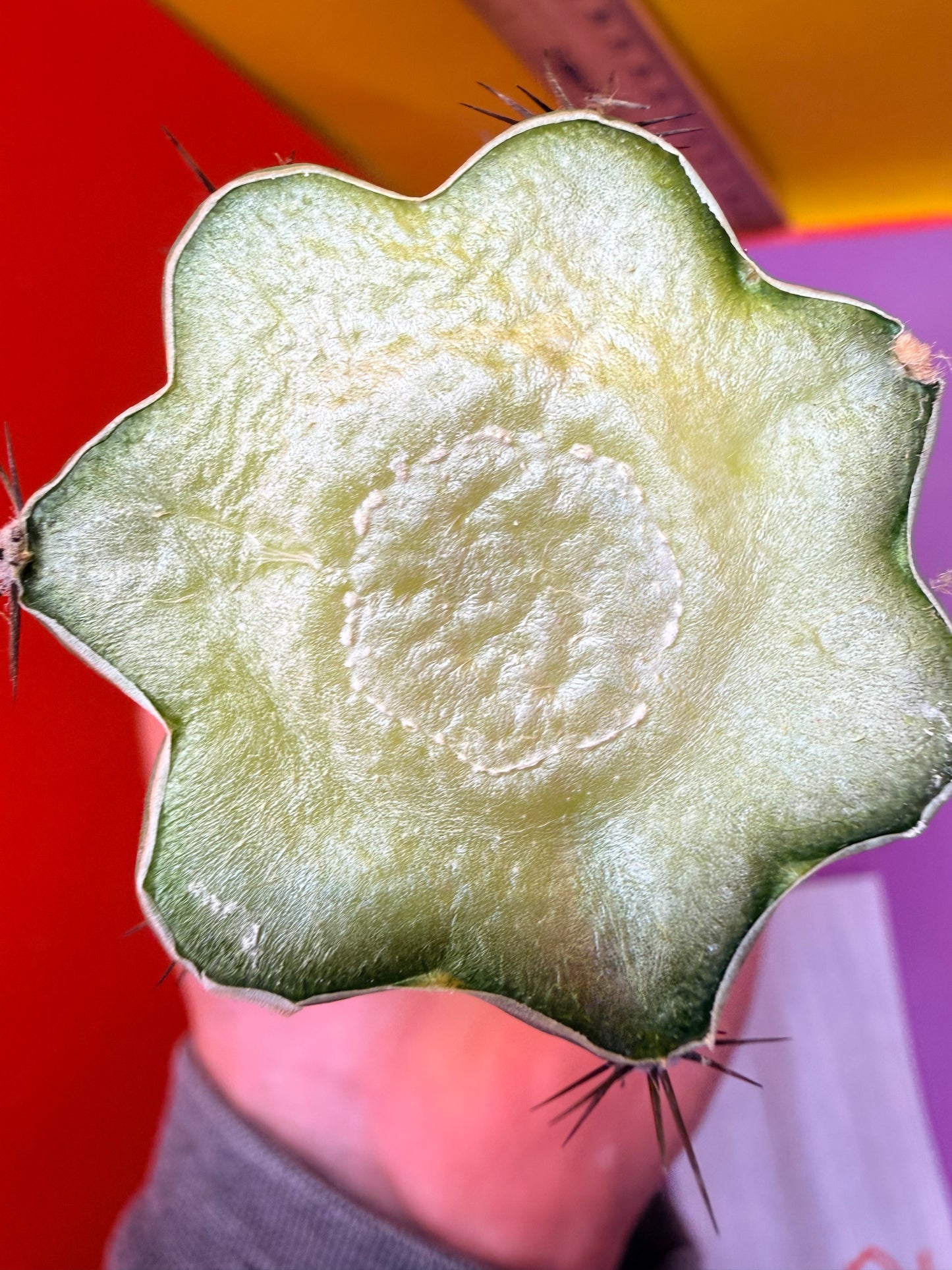 TRICHOCEREUS CHALA !