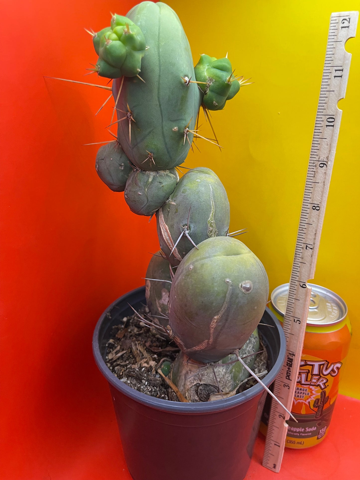 TBM !!! Potted cactus