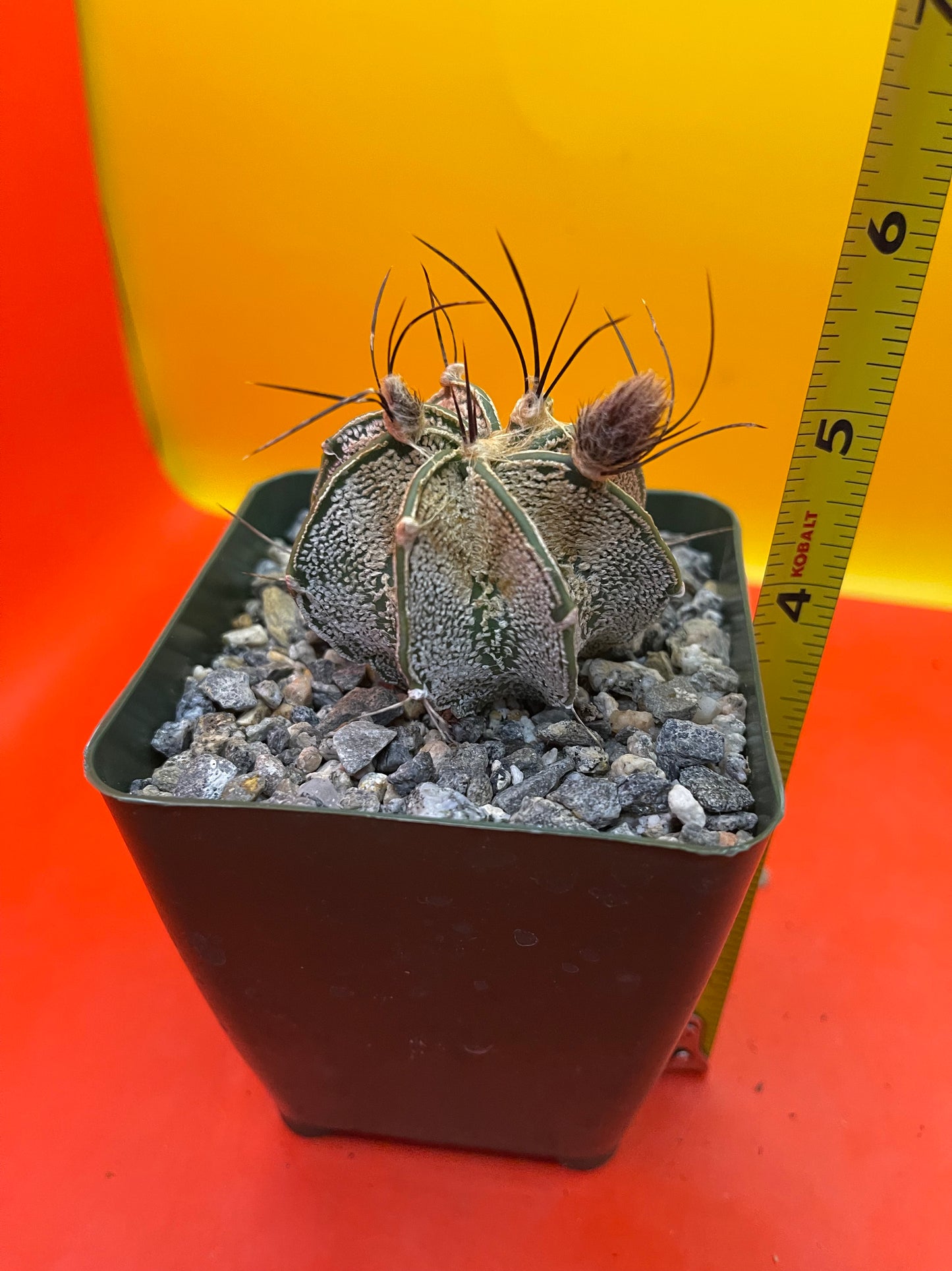 Flowering Astrophytum