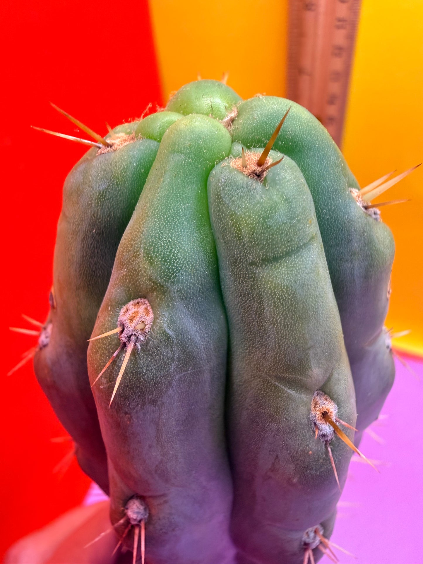 SS03 !!! TRICHOCEREUS