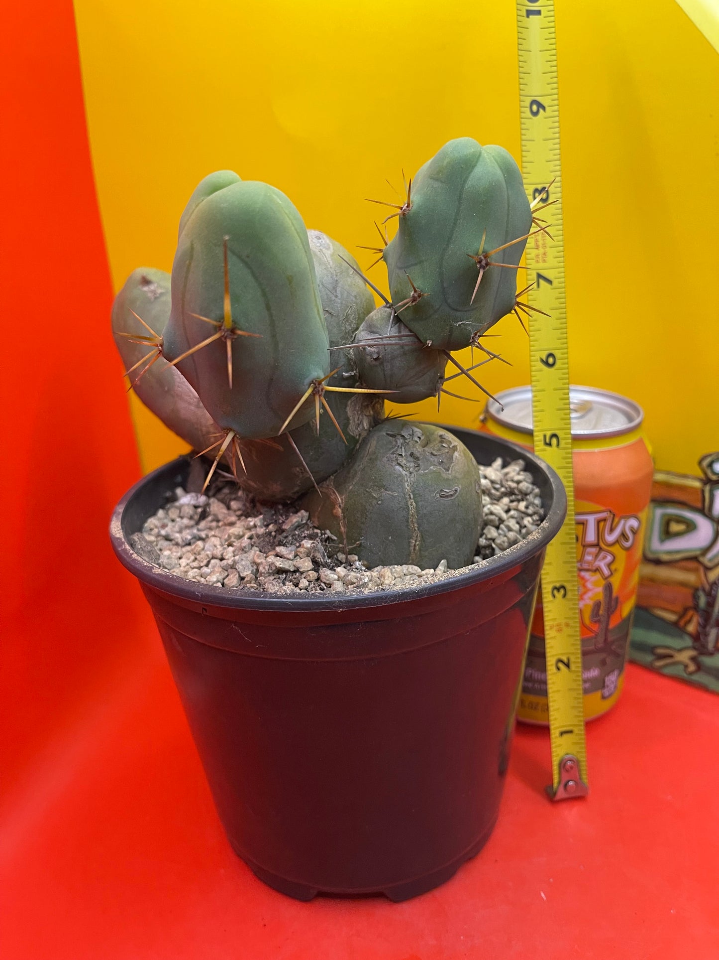 Cactus - TBM !!