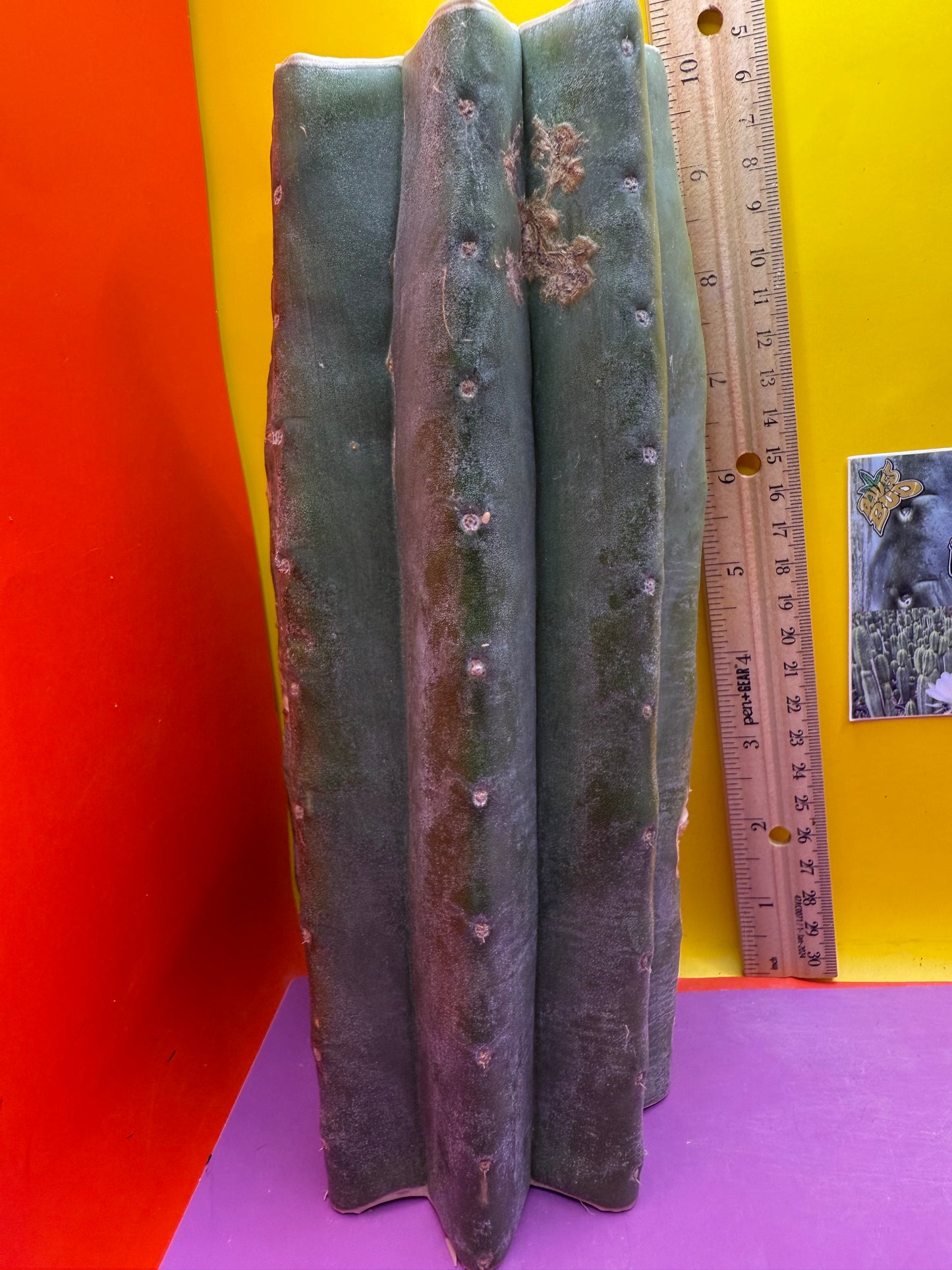 Thick Cahuilla off original motherstand ! !!!