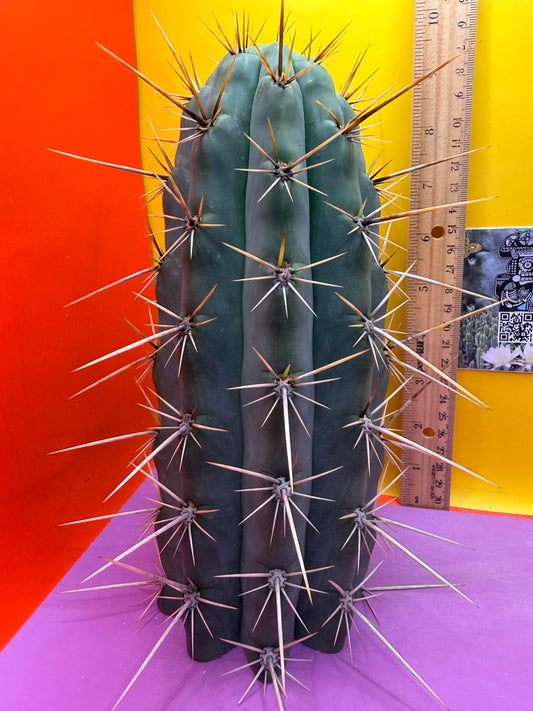 HUGE “SWAMP THING” 3.5”inches thick trichocereus Cultivar !! Super thick