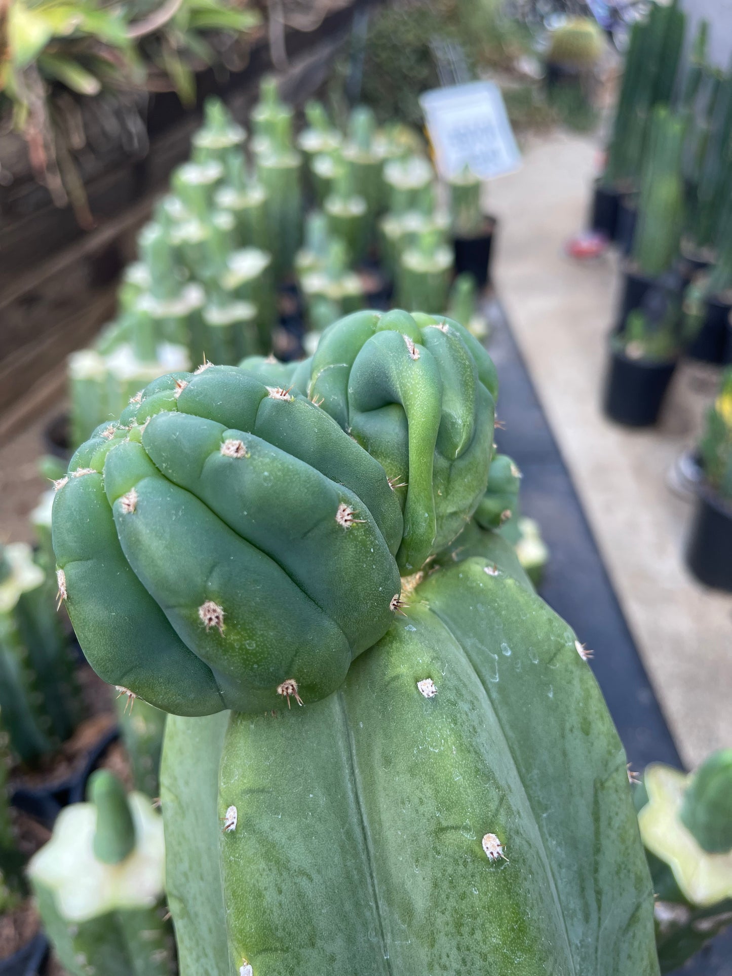 Freak Cahuilla !!! Trichocereus