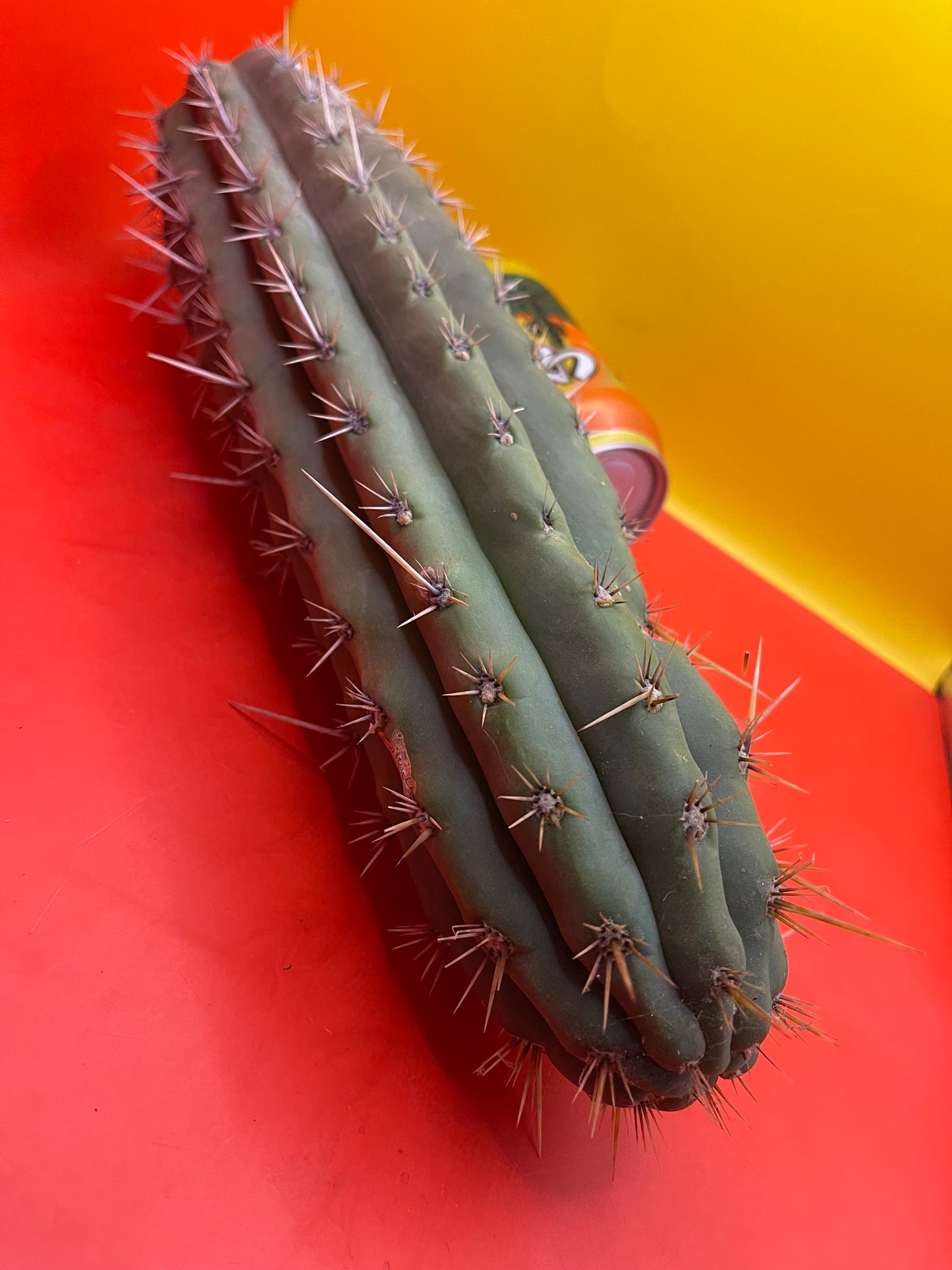 Big Fat Trichocereus Puquiensis