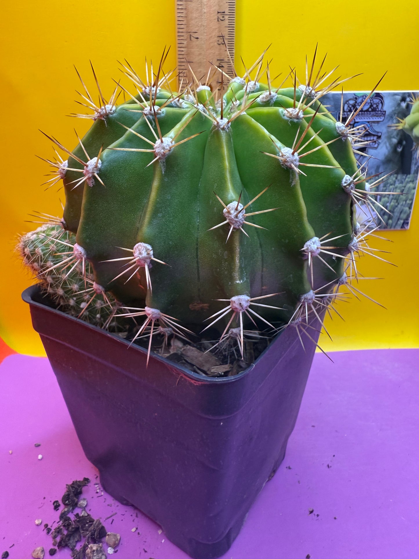 Flowering echinopsis cactus !