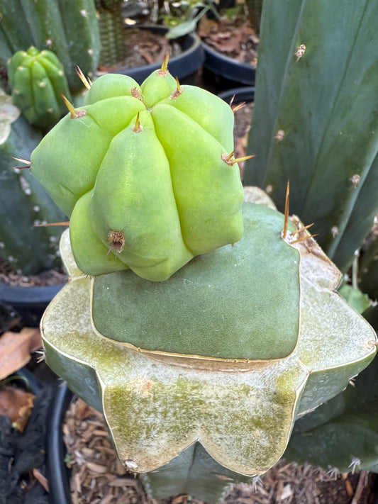 Csd grafted cactus