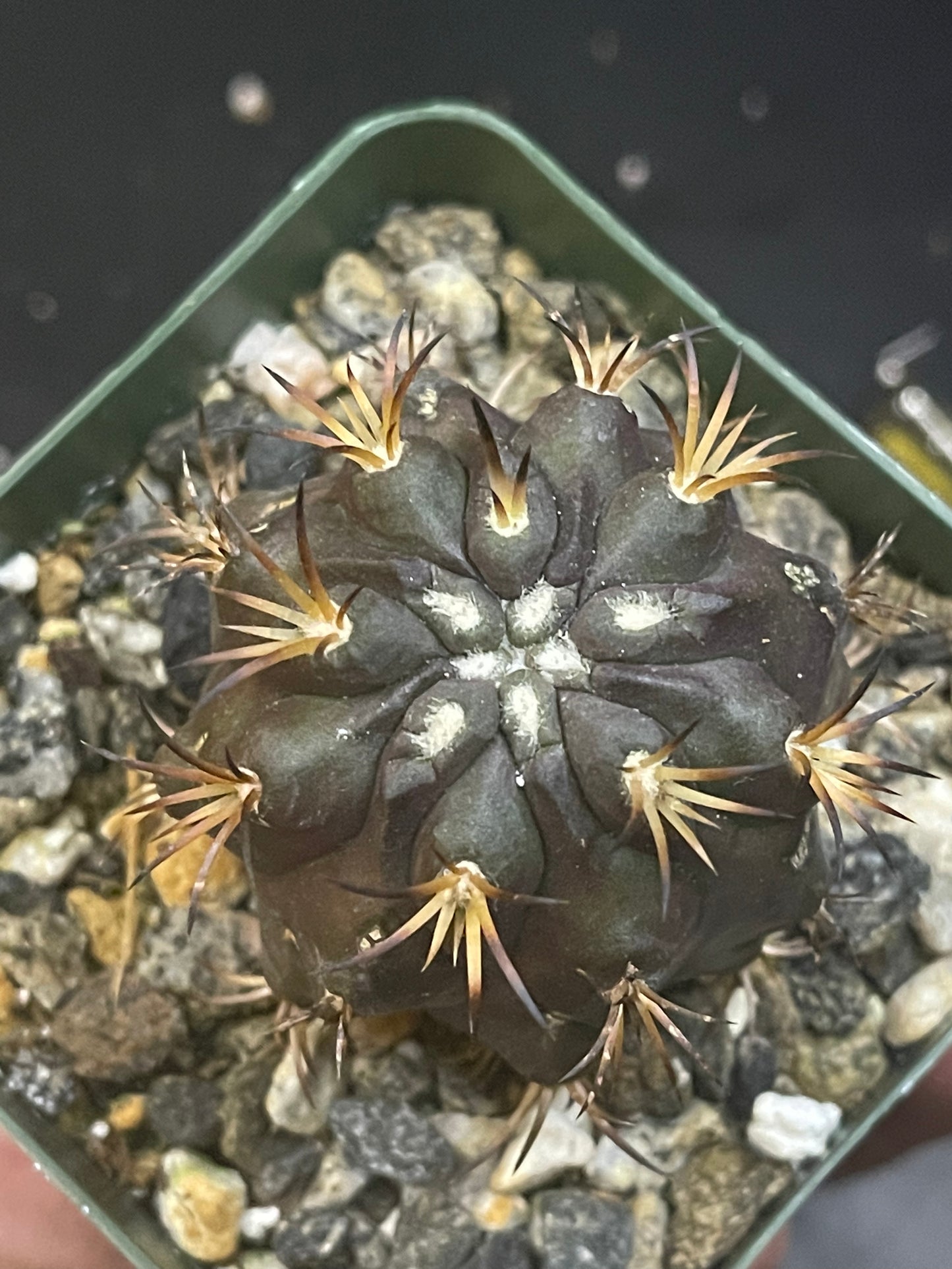 Copiapoa Dura