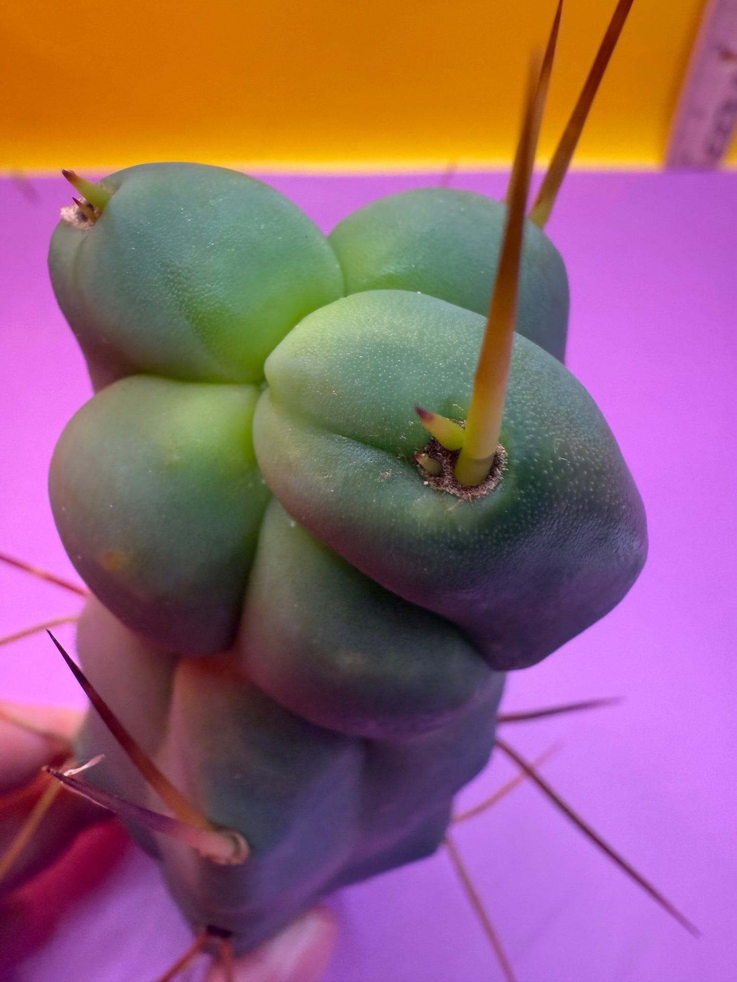 Walt’s dragon 🐉