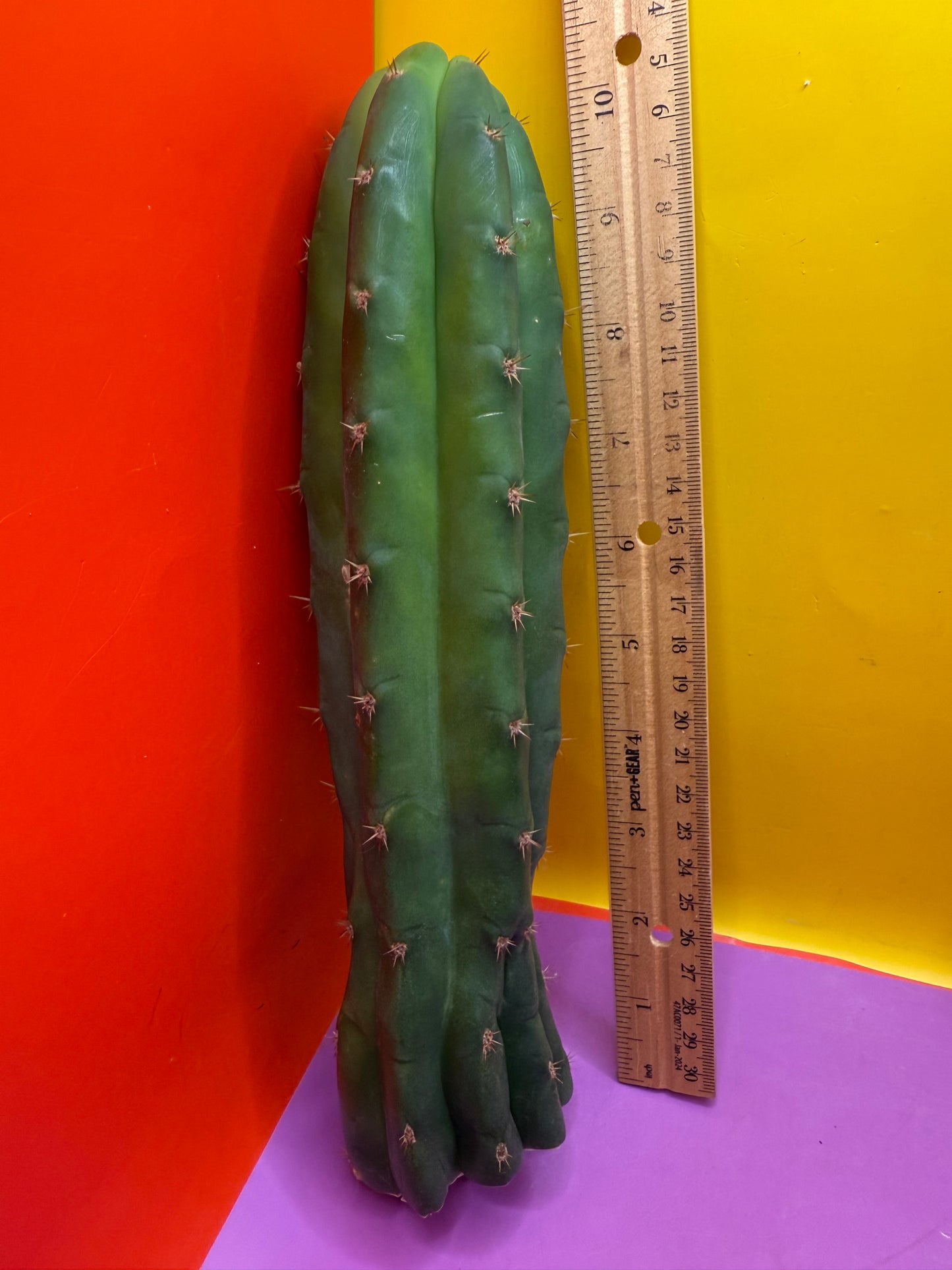 De costa O.p. San pedro Cactus cutting