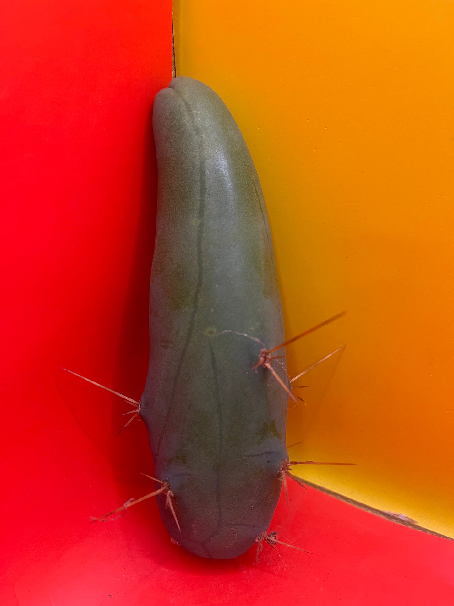 TBM-b -(Penis Cactus)