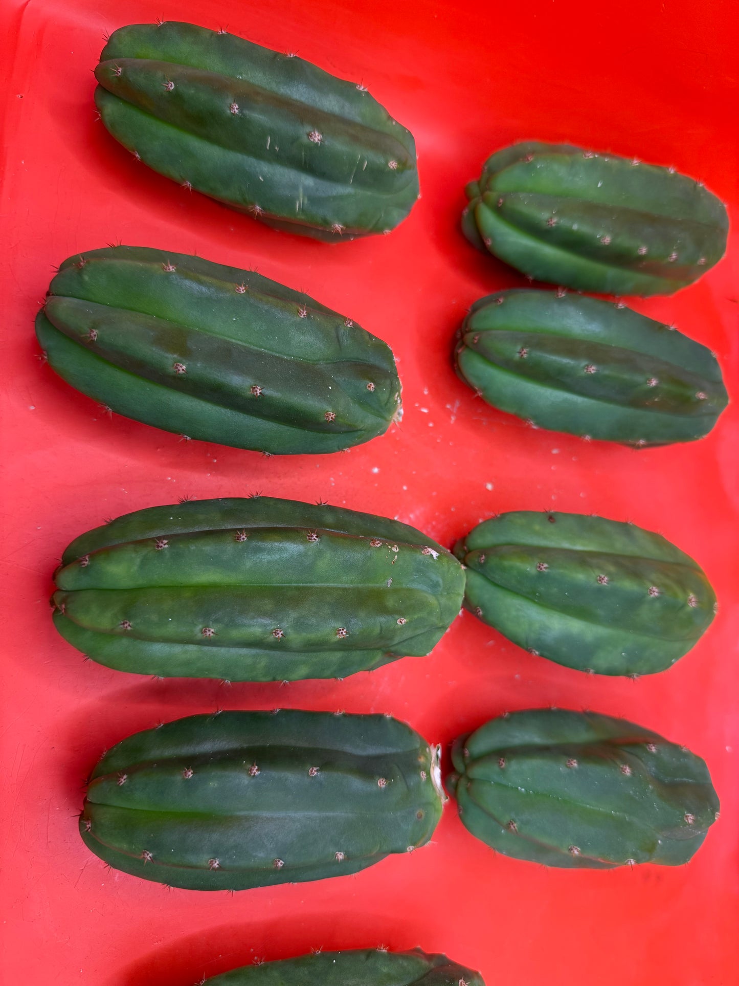 San Pedro Cactus !