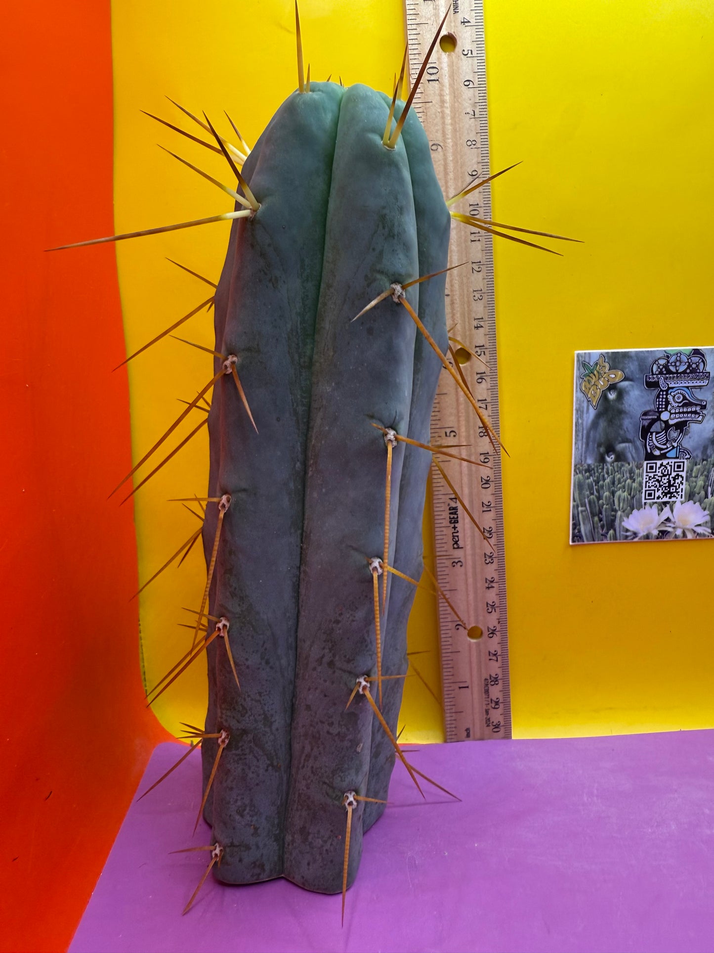 “H1” Trichocereus Bridgesii