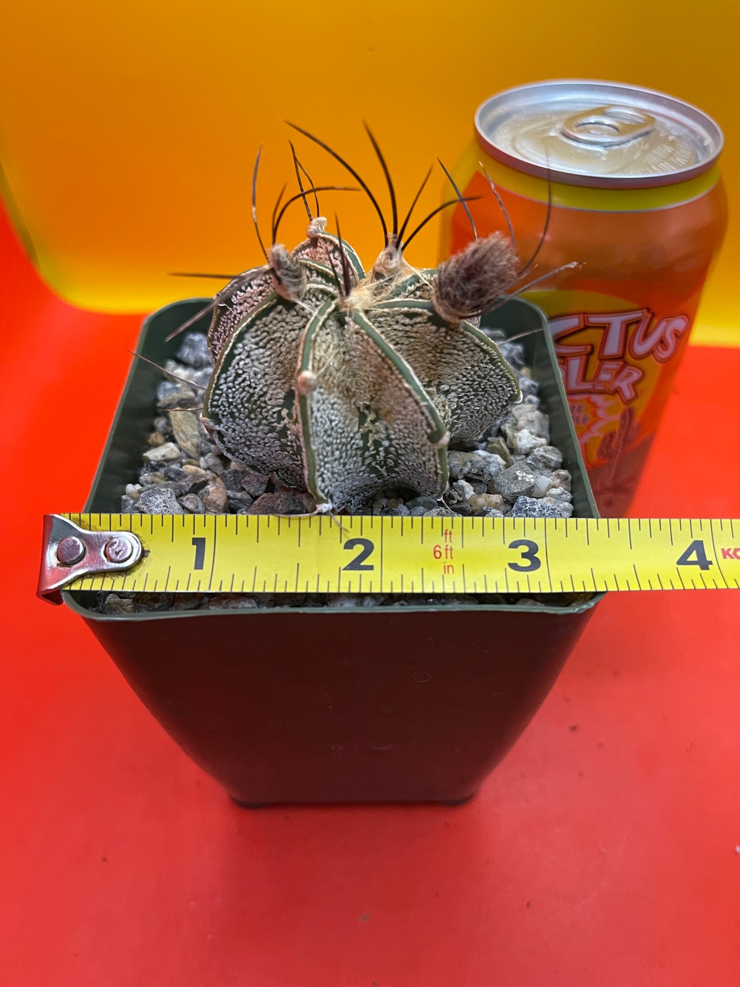 Flowering Astrophytum