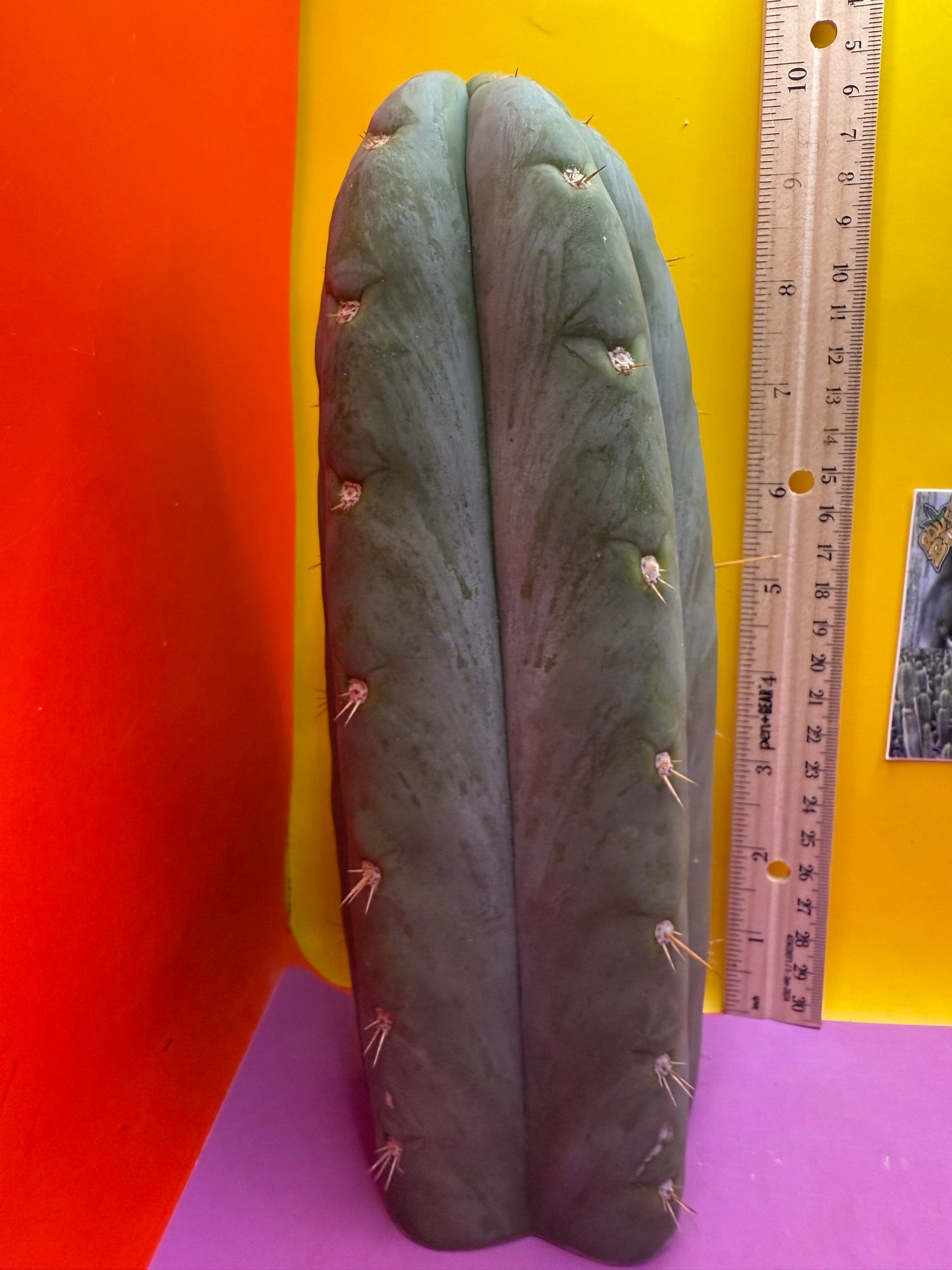 HBG 18568 Trichocereus huanucoensis
