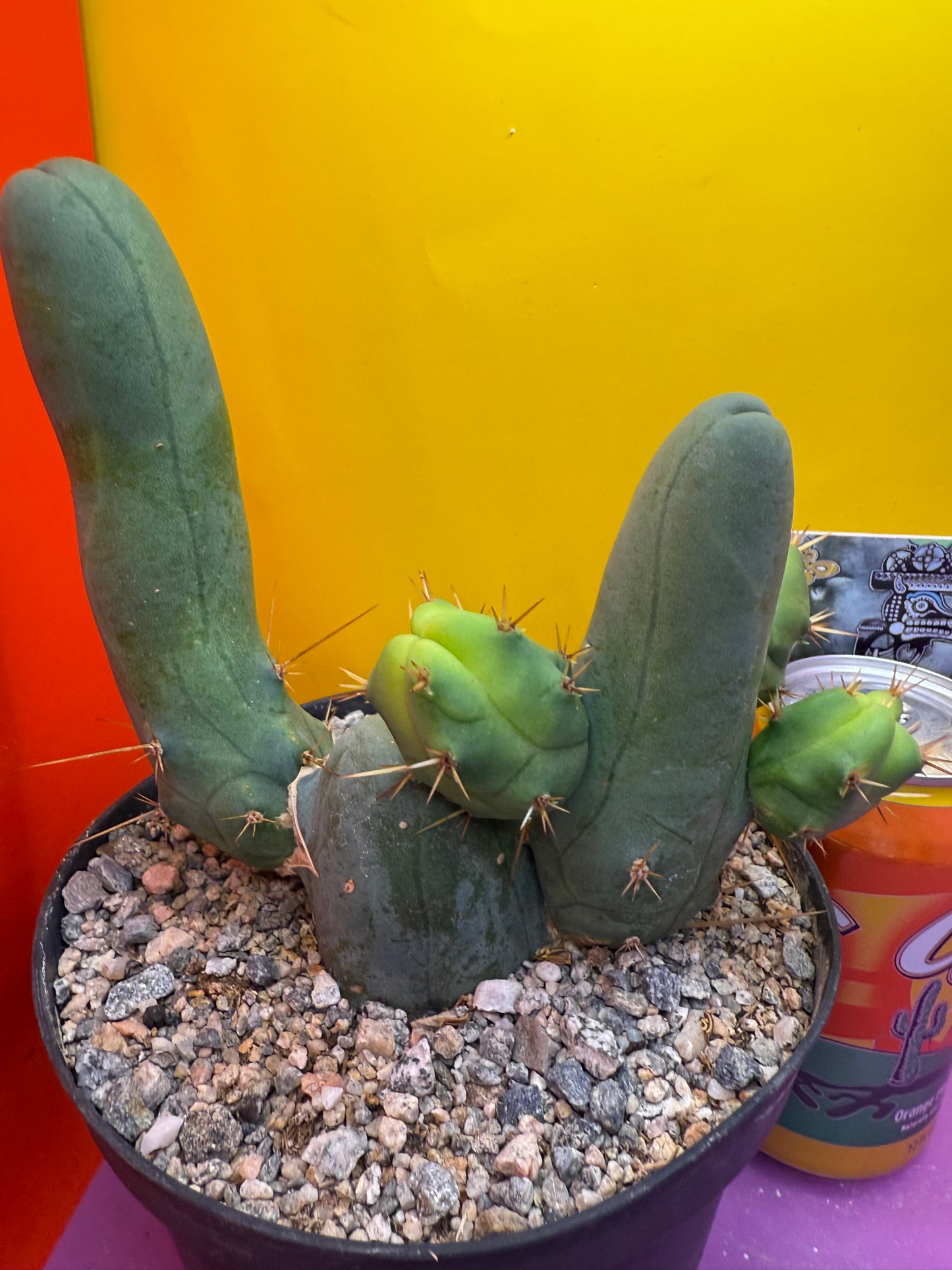 Tbm in 6” wide pot with 6 segments