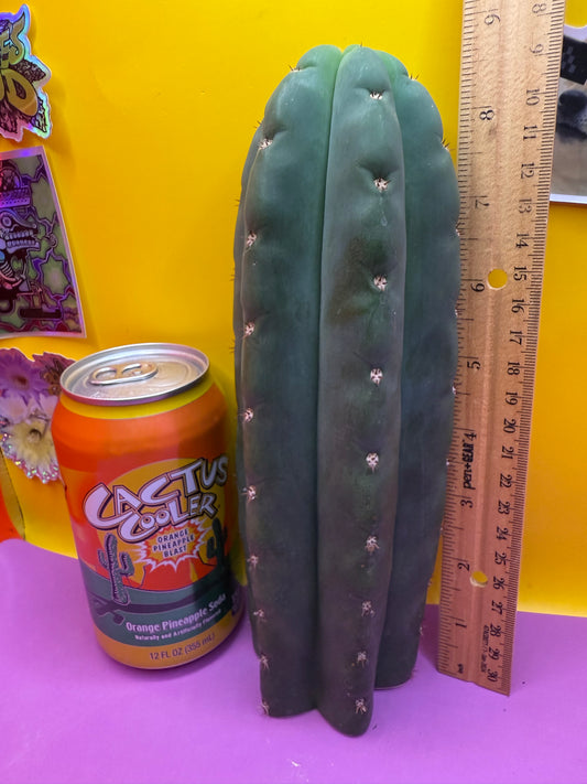 CAHUILLA OP this exact cactus  !