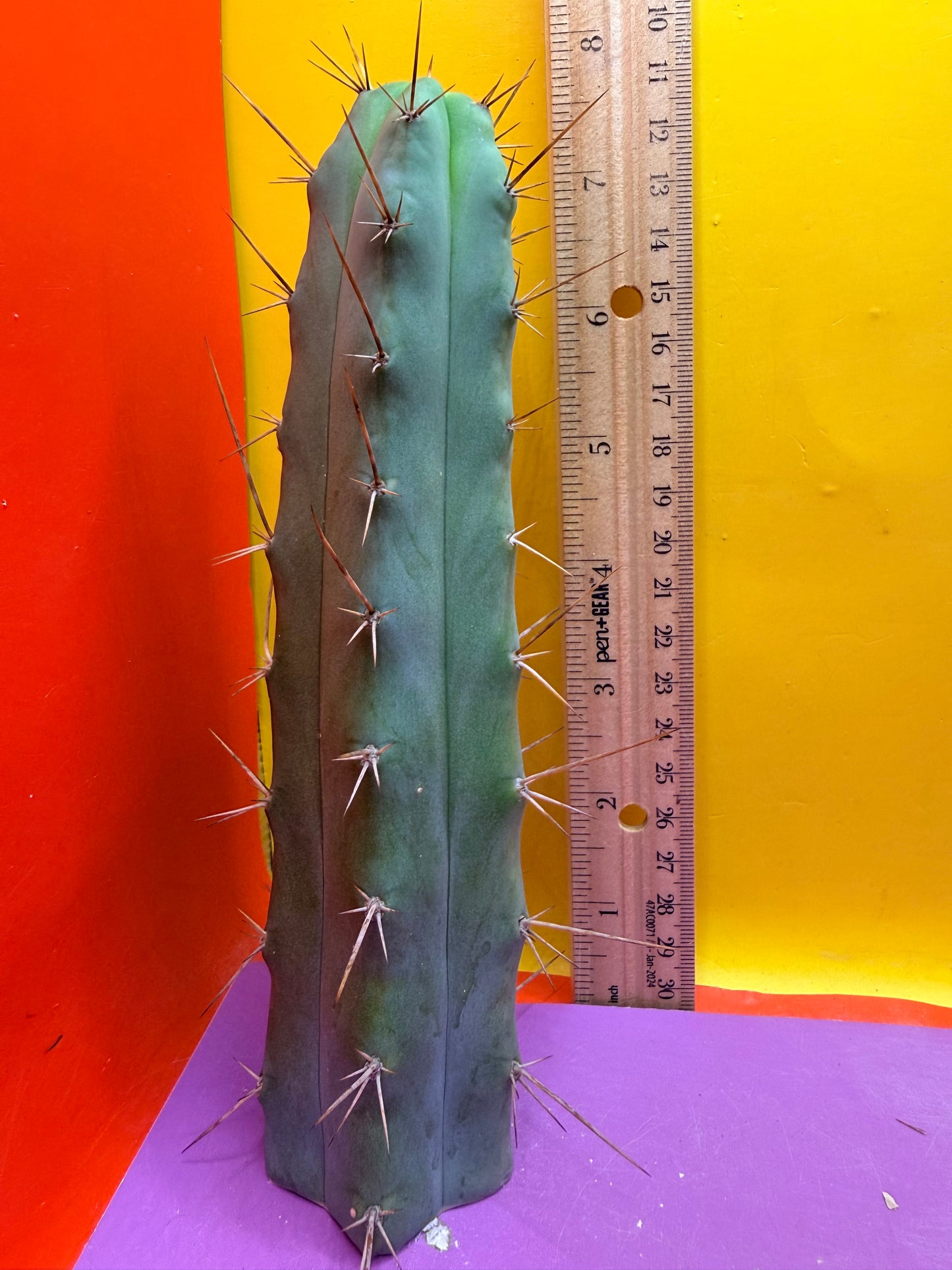 “MINI ME” trichocereus bridgesii