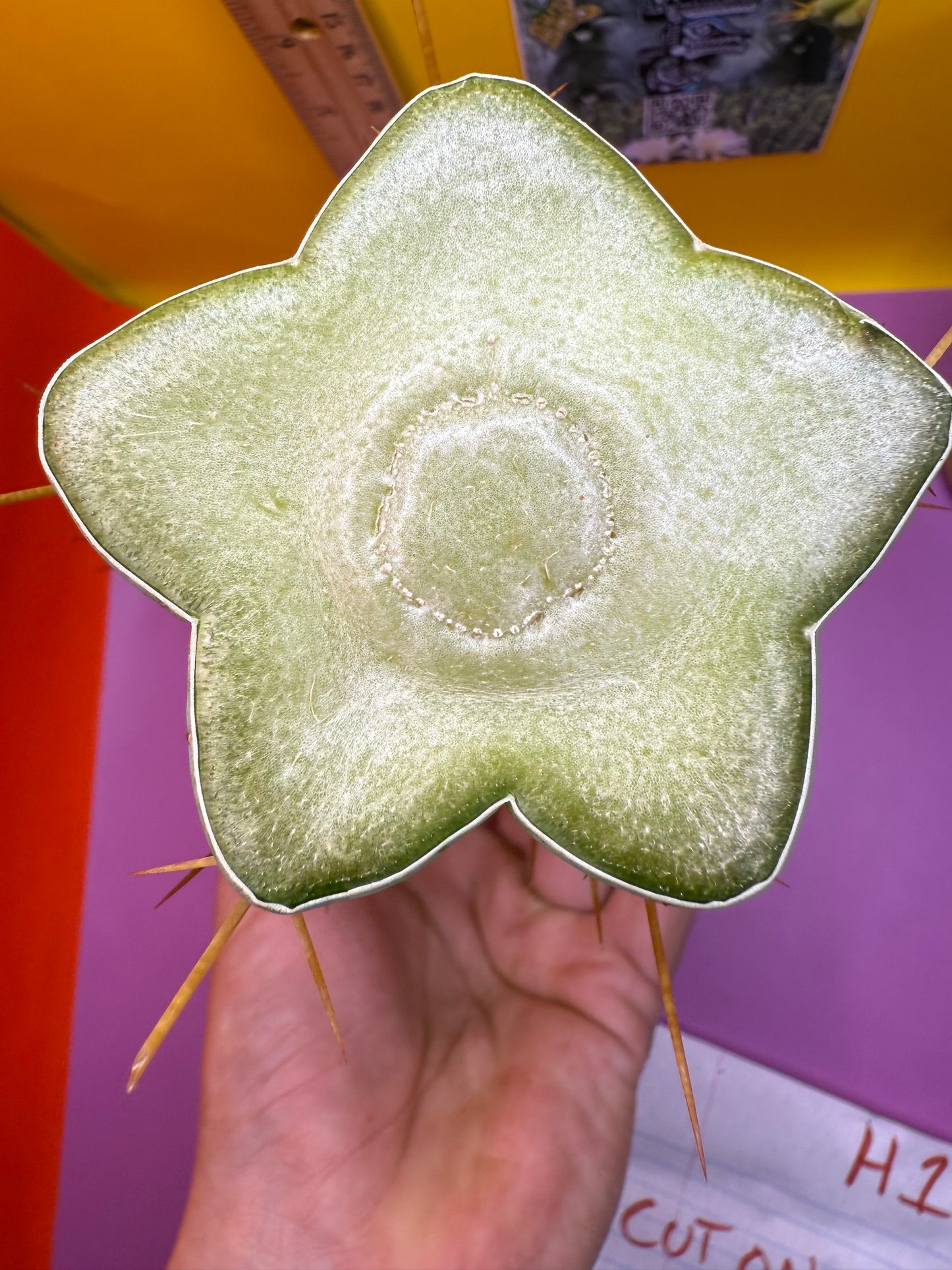 “H1” Trichocereus Bridgesii