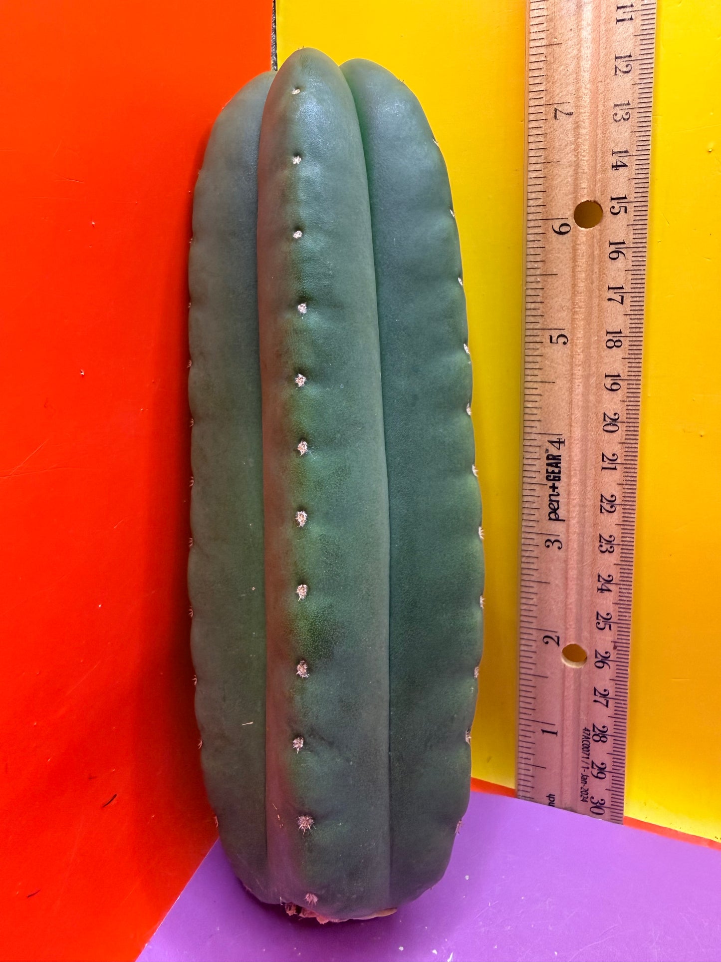 JUICE BOX 🧃! Trichocereus  Scopulicola