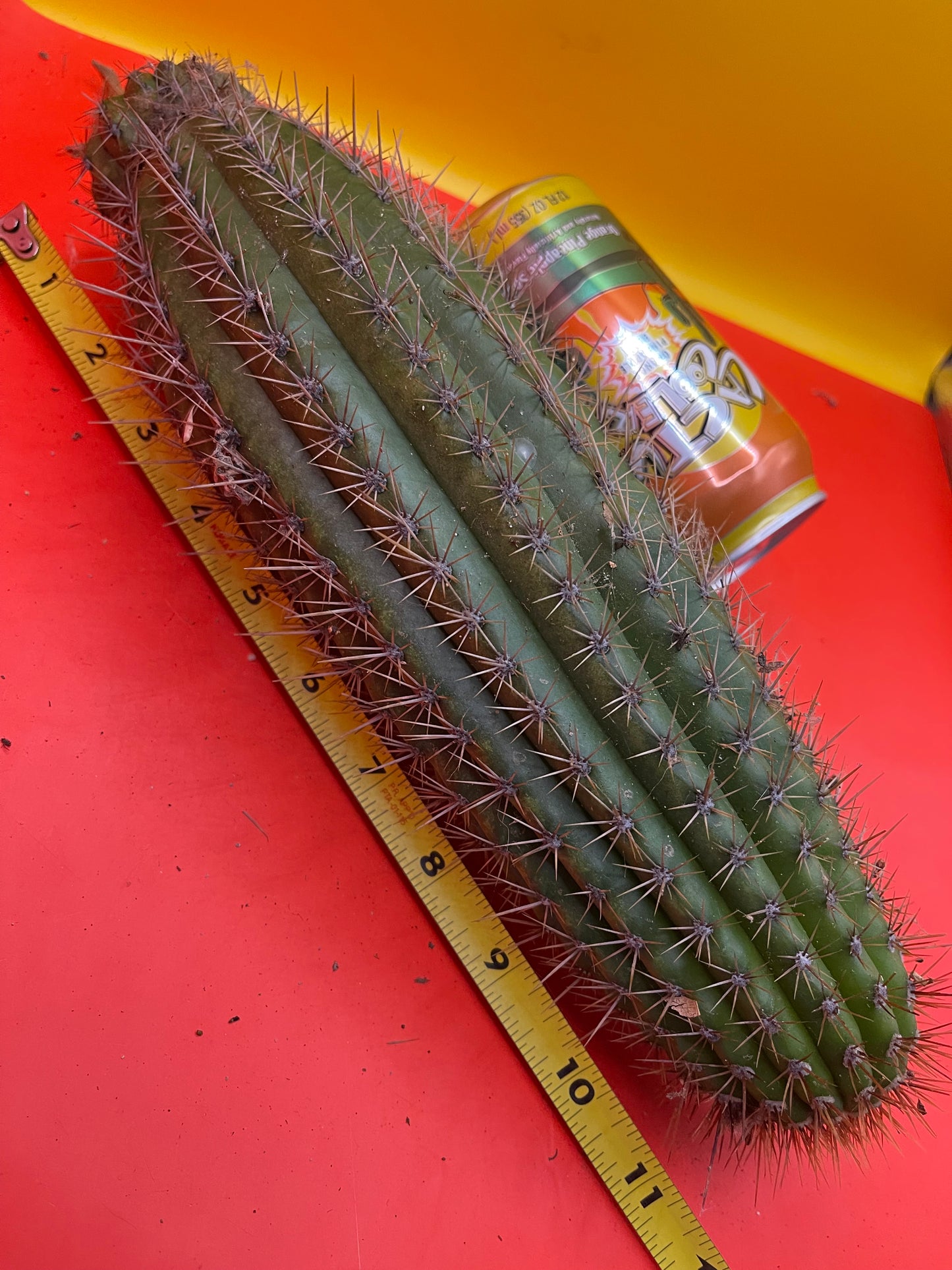 Trichocereus spachianus