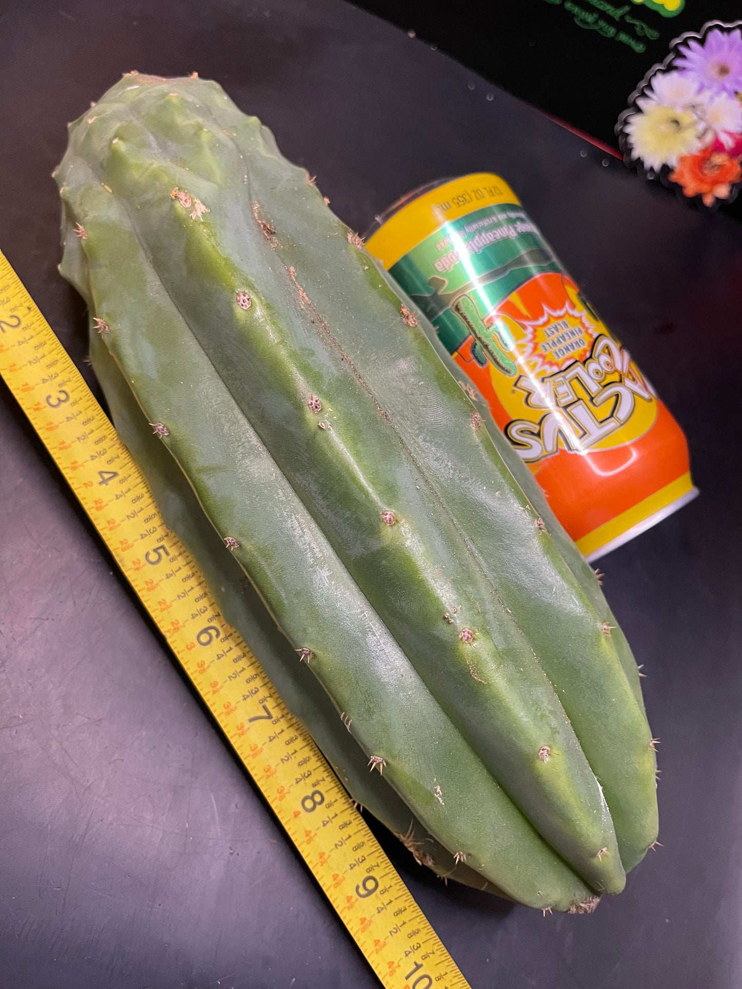 San Pedro cactus cutting