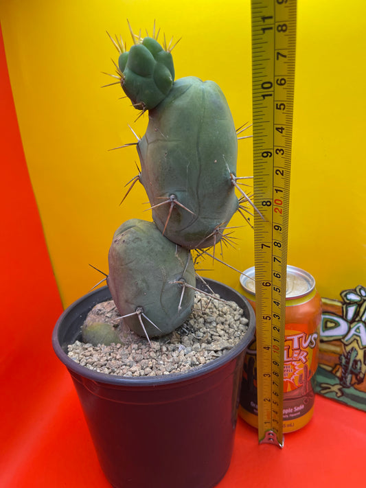 TBM !! 🌵😵💫type of SanPedro cactus