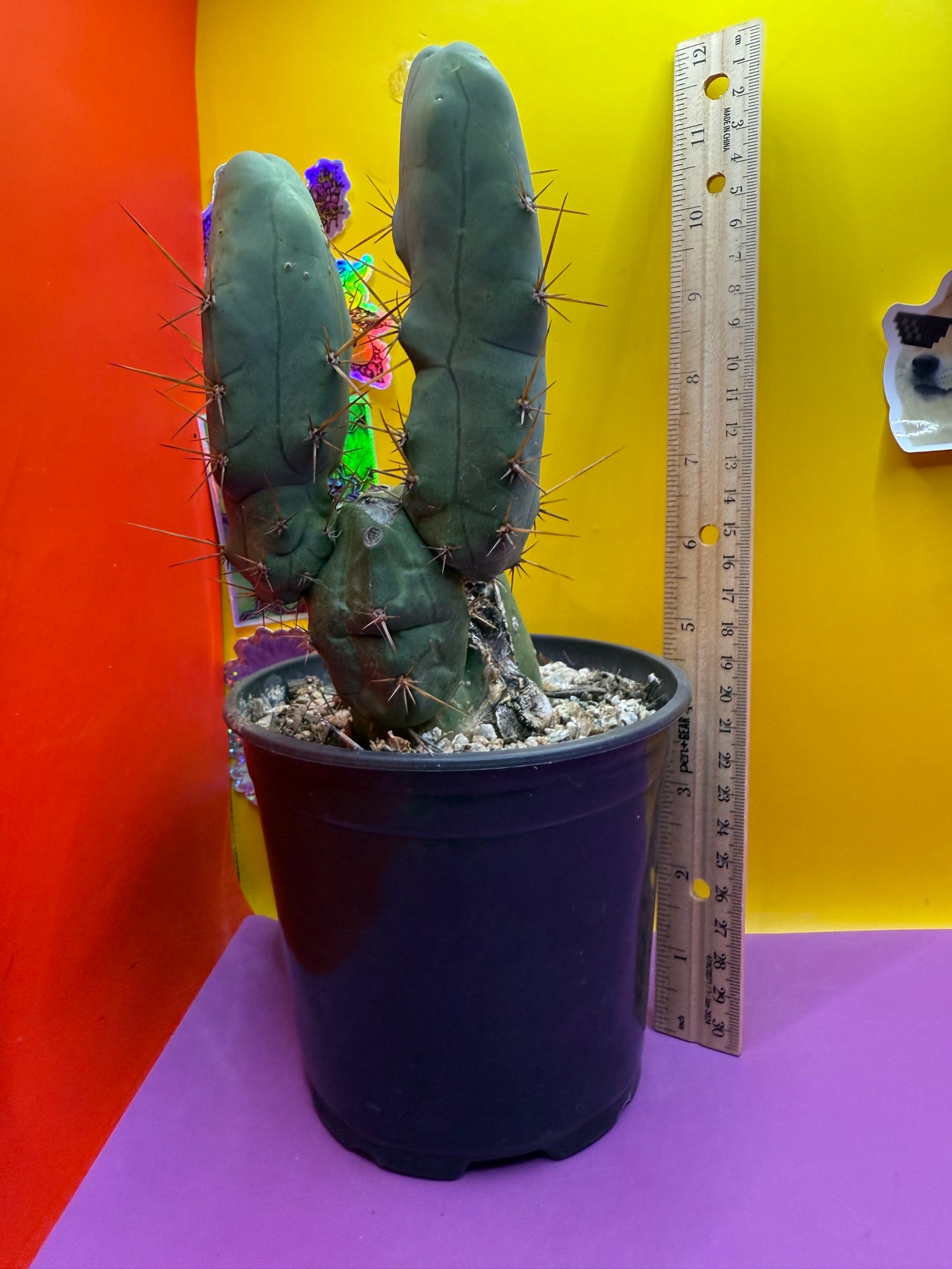 Fat Mature TBM ! Ships in its pot