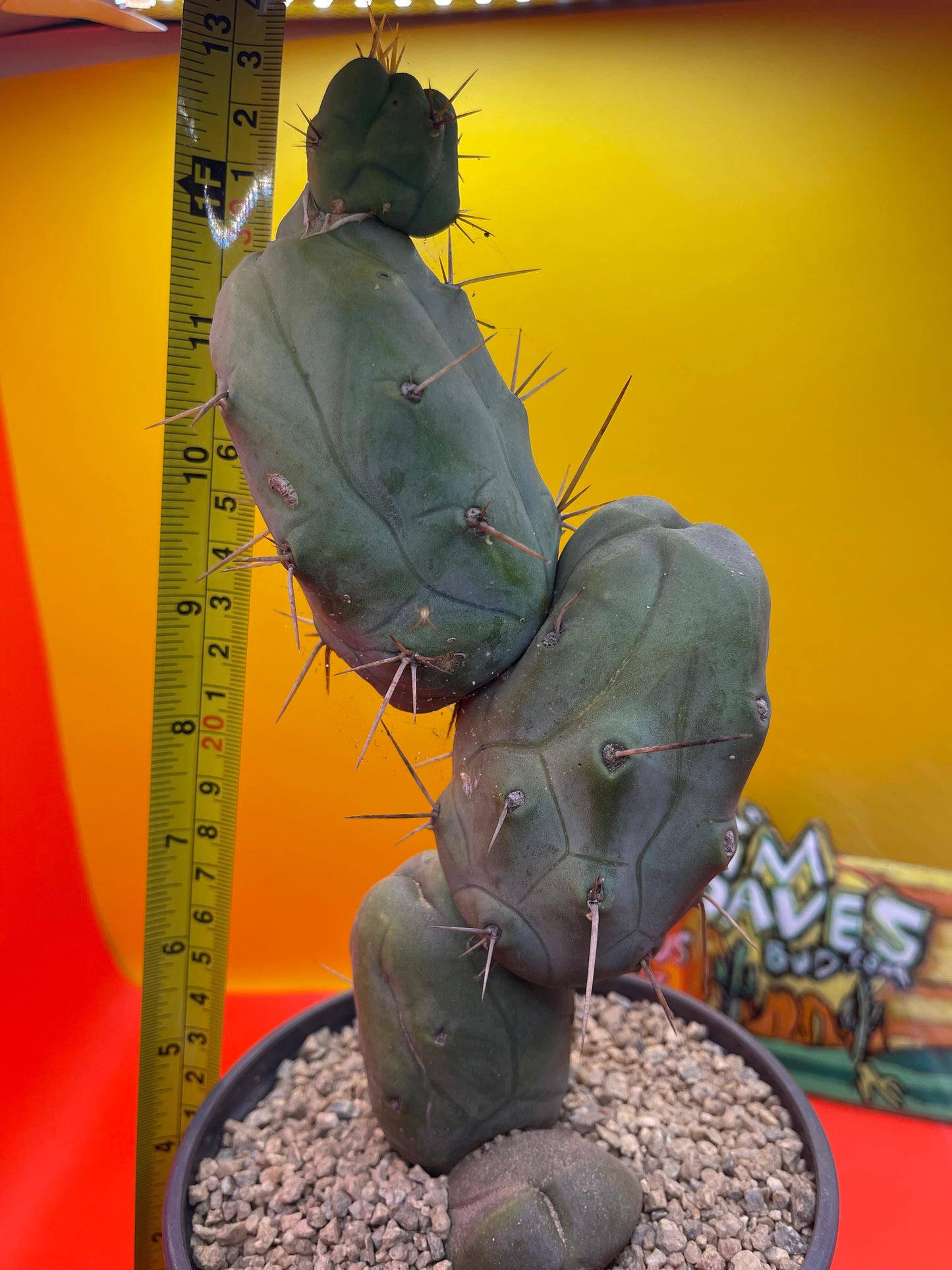 TRICHOCEREUS BRIDGESii MONSTROSE