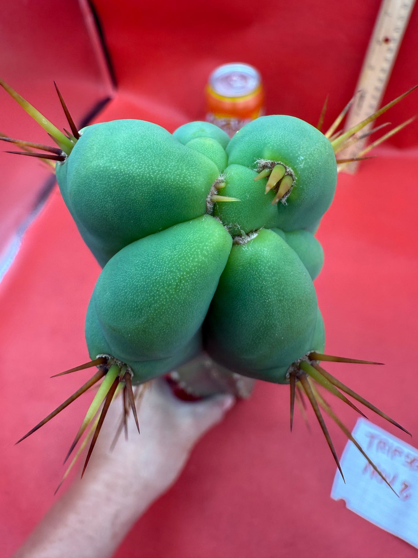 Essedon x Sina Graft , 4 winds !