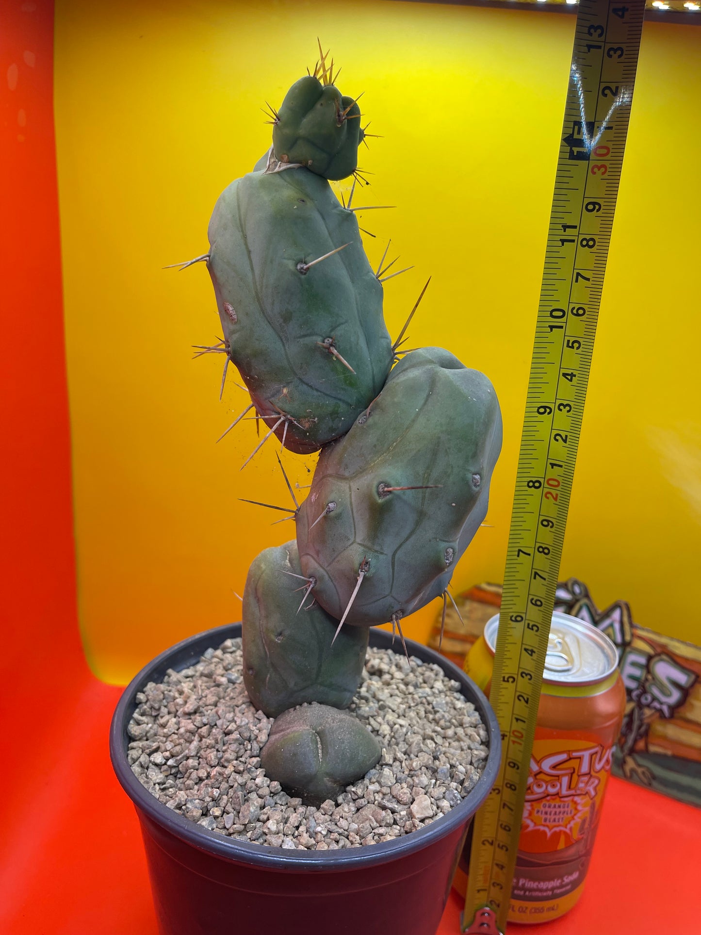 TRICHOCEREUS BRIDGESii MONSTROSE