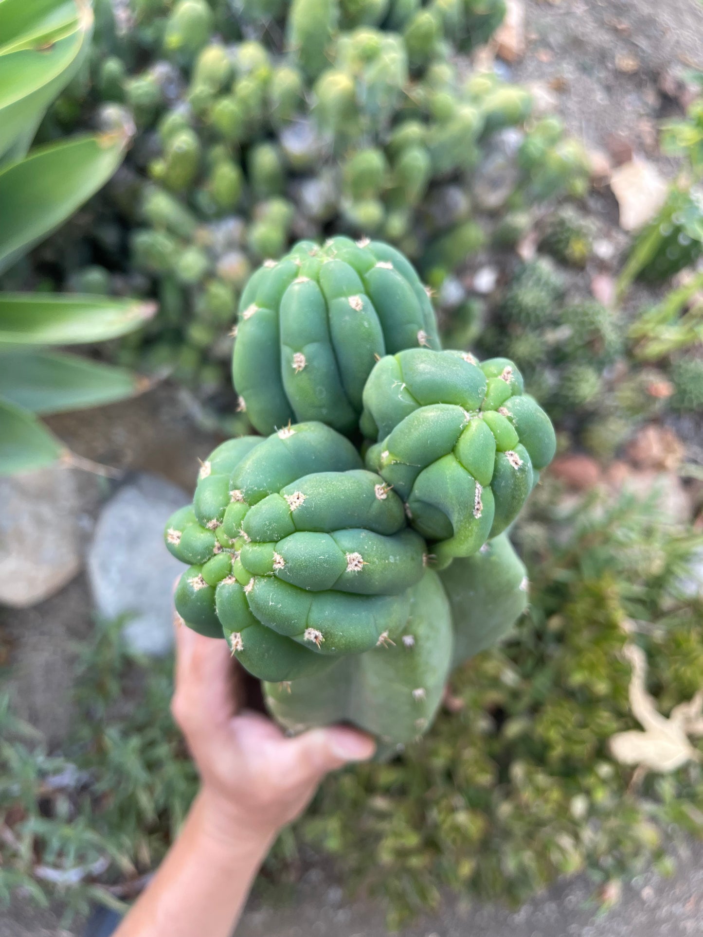 Freak Cahuilla !!! Trichocereus