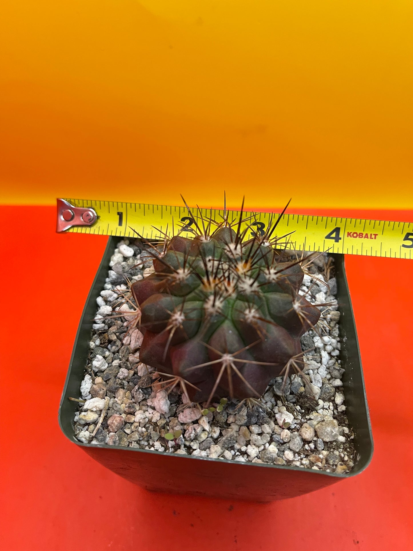 Copiapoa !!!