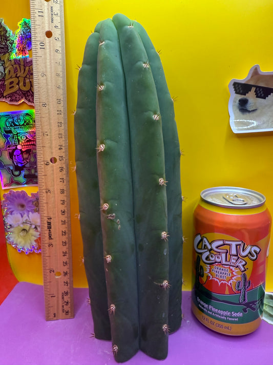 De costa O.p. San pedro Cactus cutting