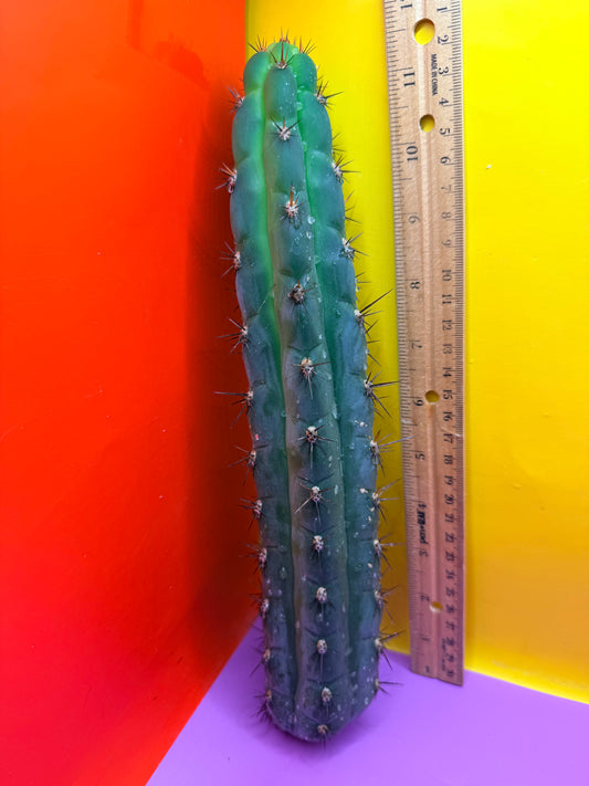 CHALA - trichocereus , San Pedro Cactus Cultivar