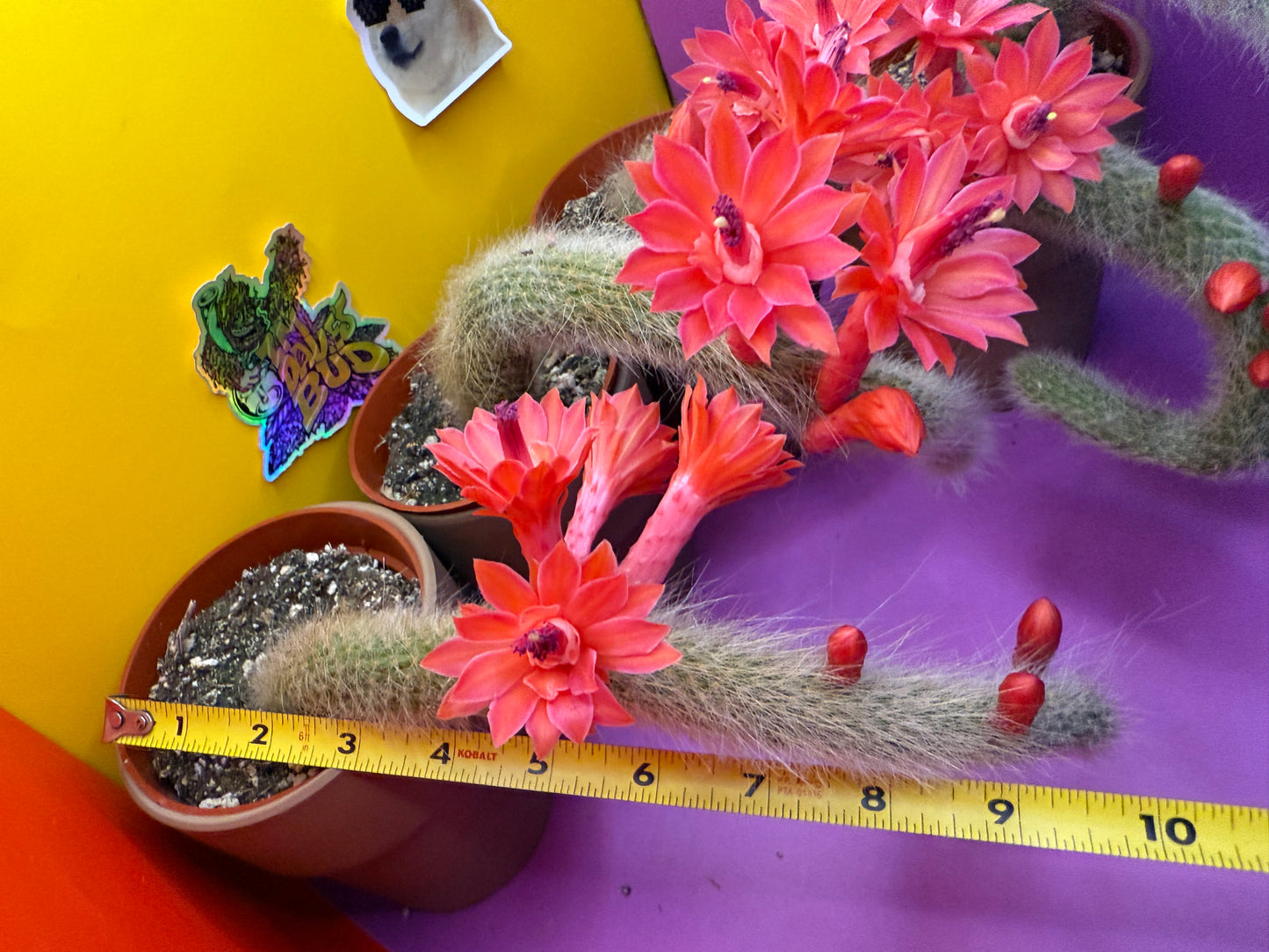 Monkey tail cactus !!