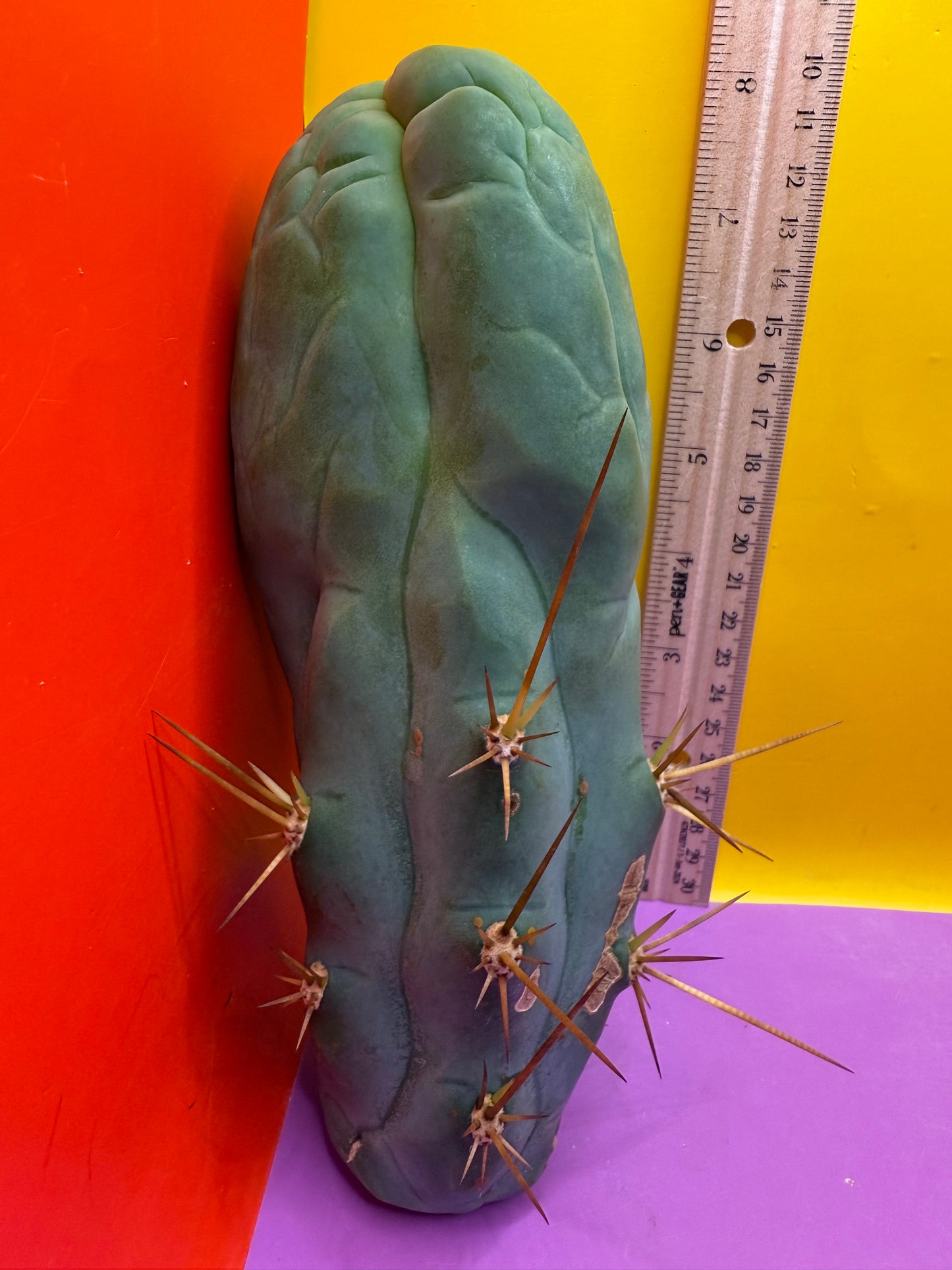 Big Thic Bruce’s Dragon 🐉