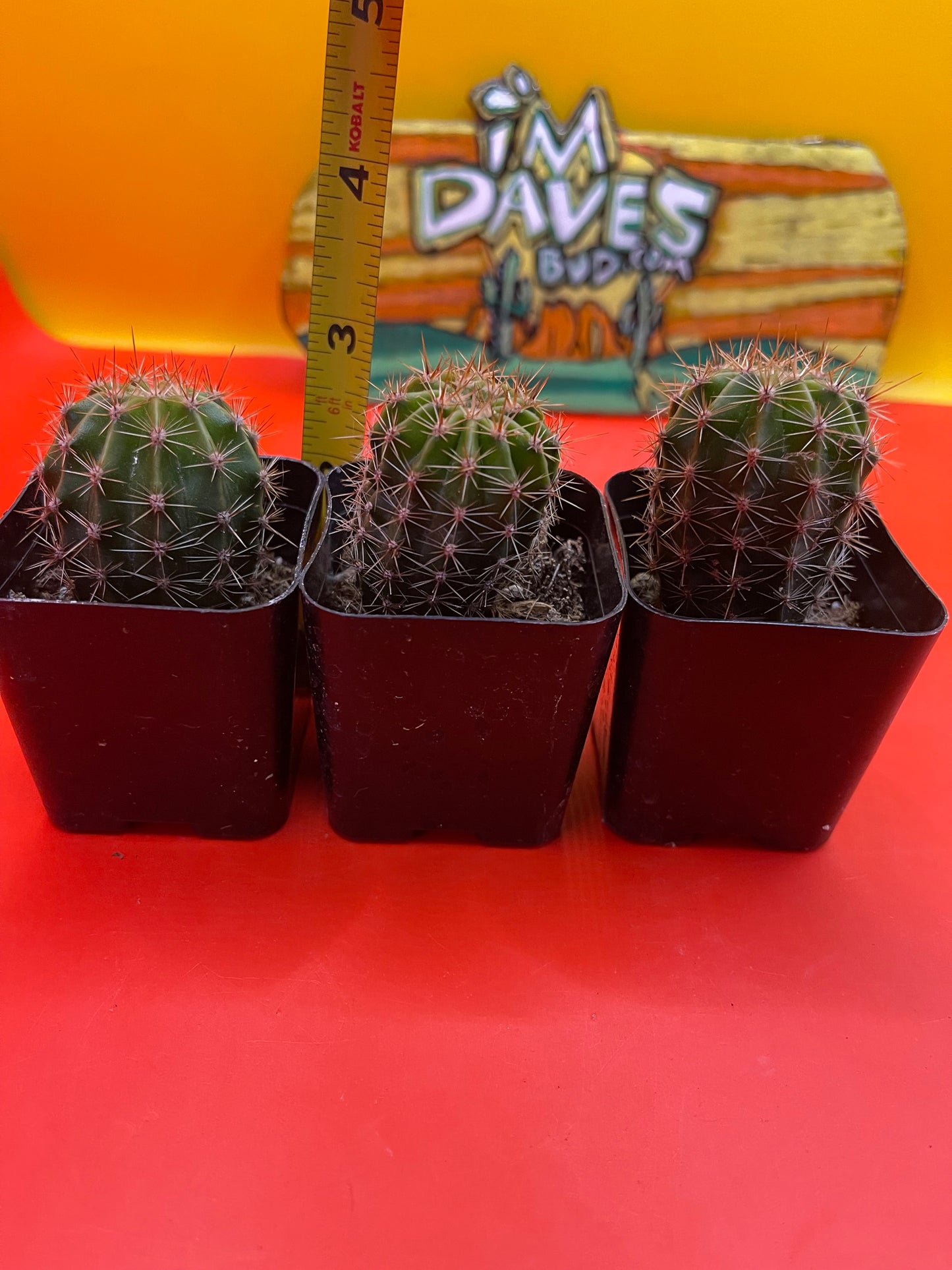 Flowering echinopsis!