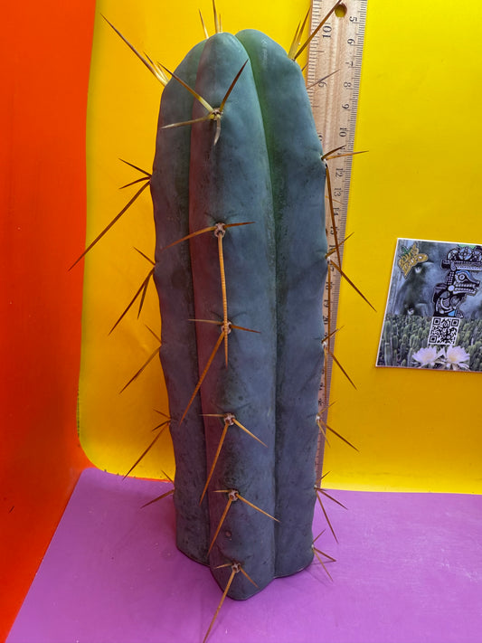 “H1” Trichocereus Bridgesii