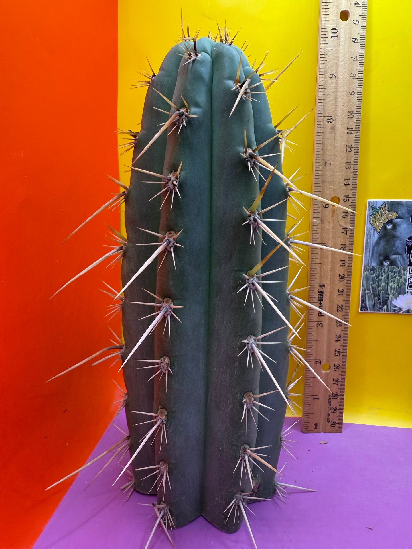 Trichocereus Puquiensis - cv “Linda”
