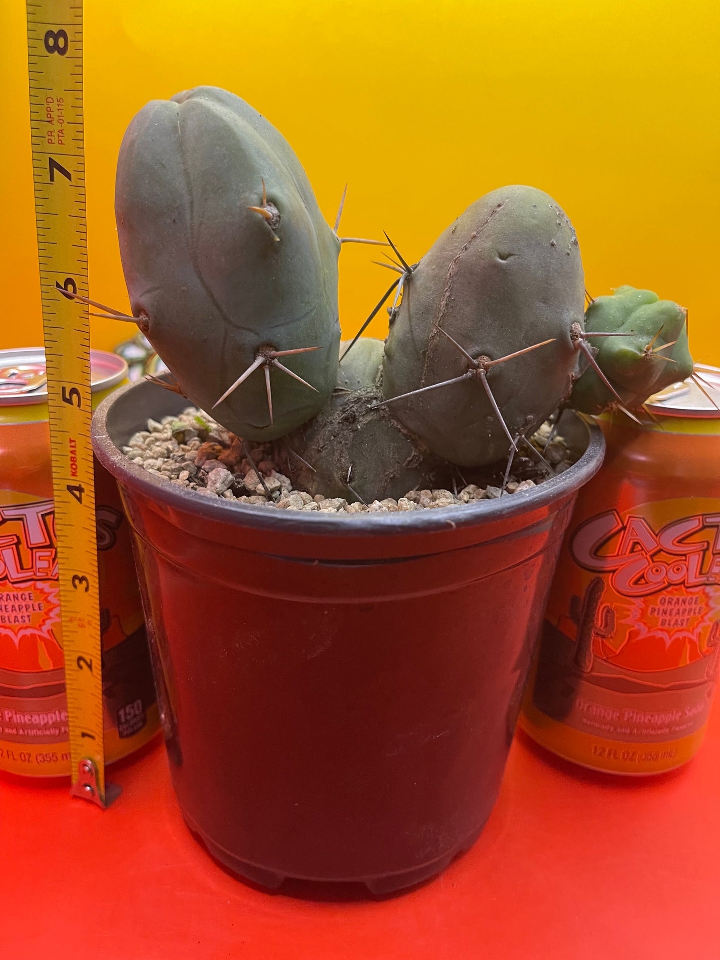 Tbm cactus