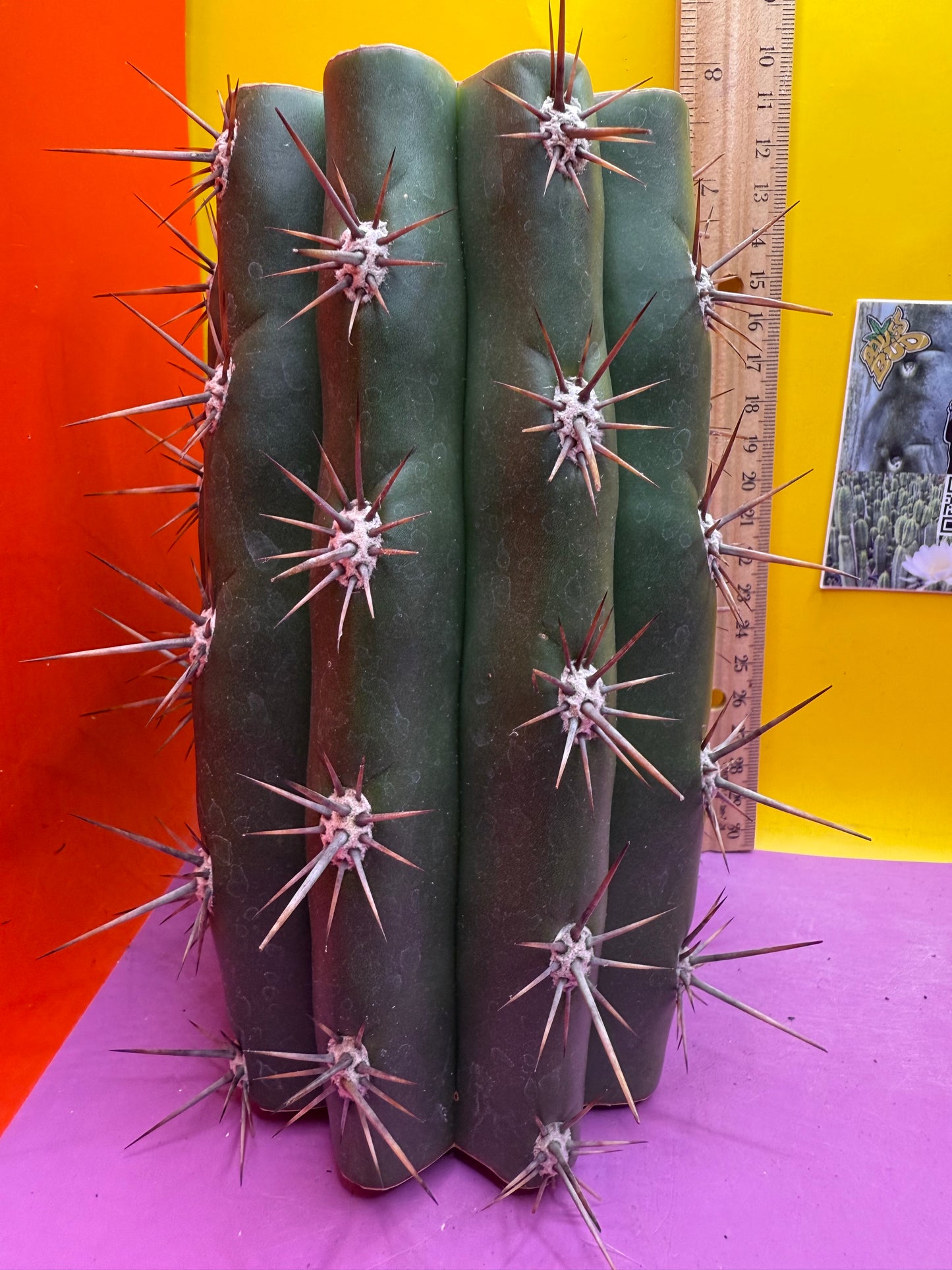 Huge San Pedro Cactus 🌶️Trichocereus Tacaquirensis !