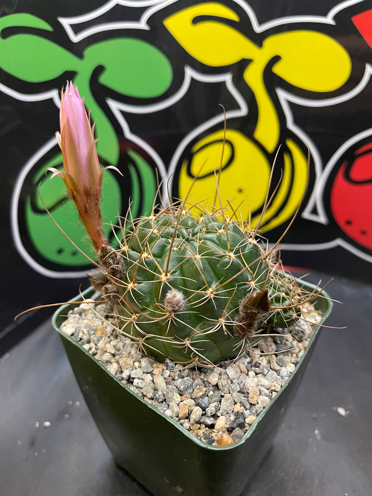 Blooming Lobivia with tons of flower buds !