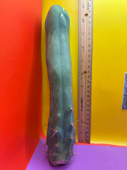 TBM-A long form monstrose cactus !