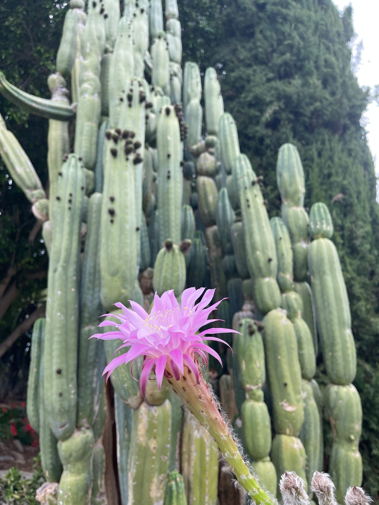 CAHUILLA x pink Lobivia ! 100 seeds ^+